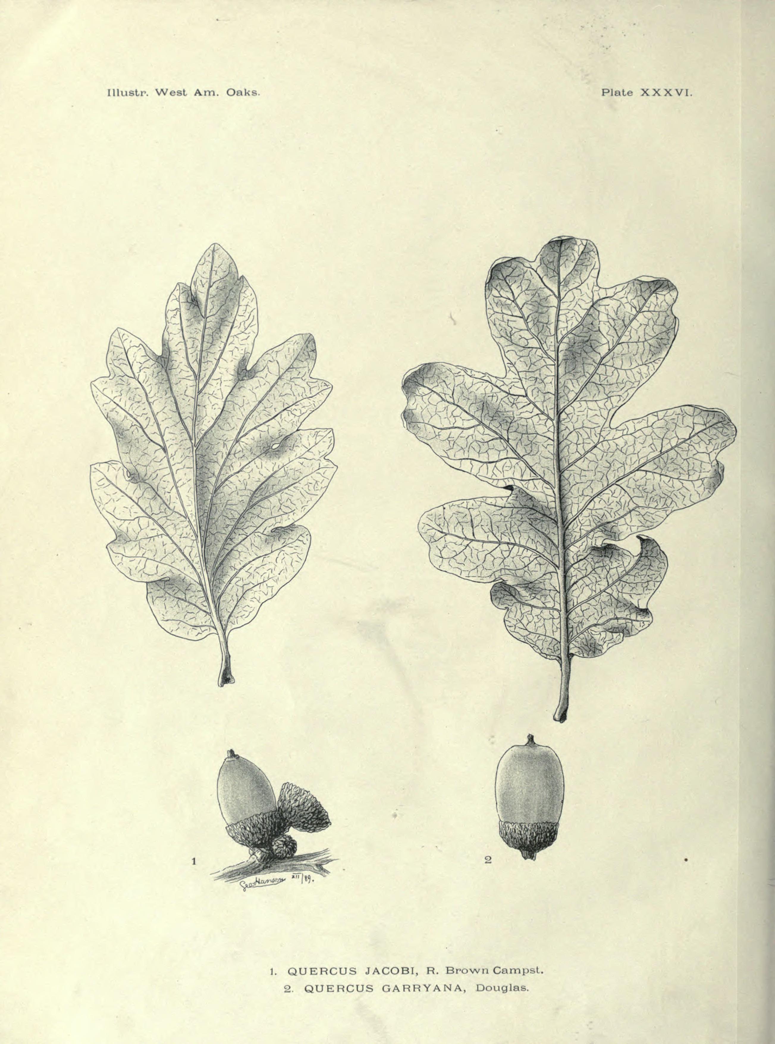 no full size  illustration available (3a)