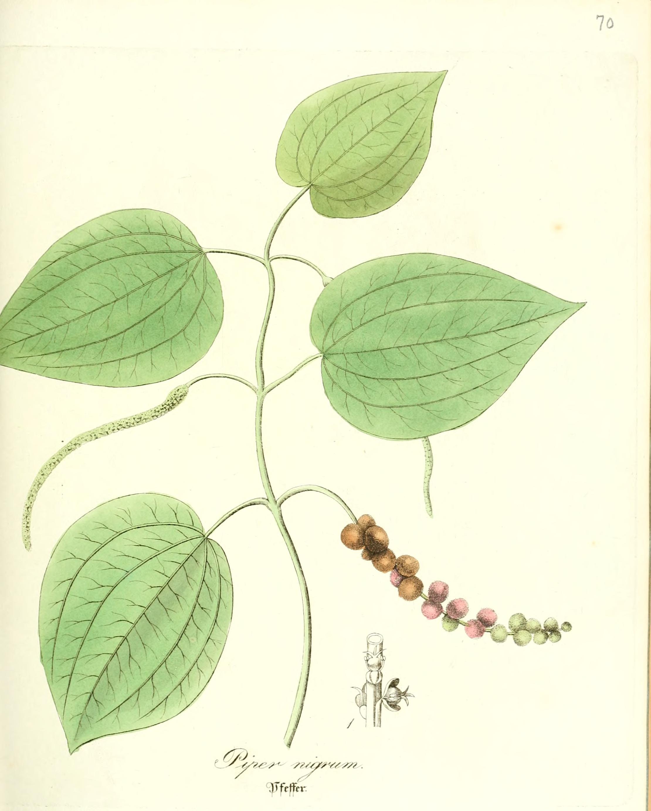 no full size  illustration available (3a)