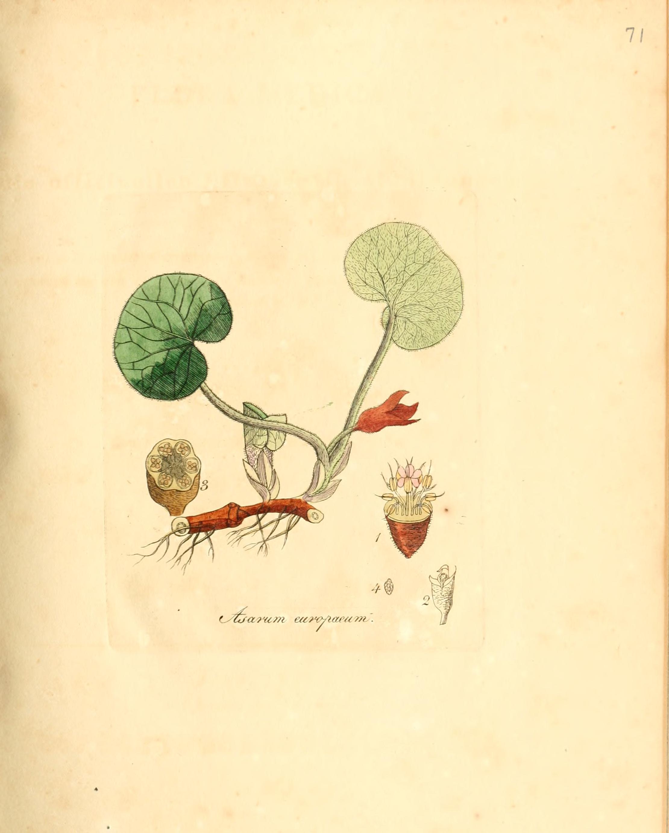 no full size  illustration available (3a)