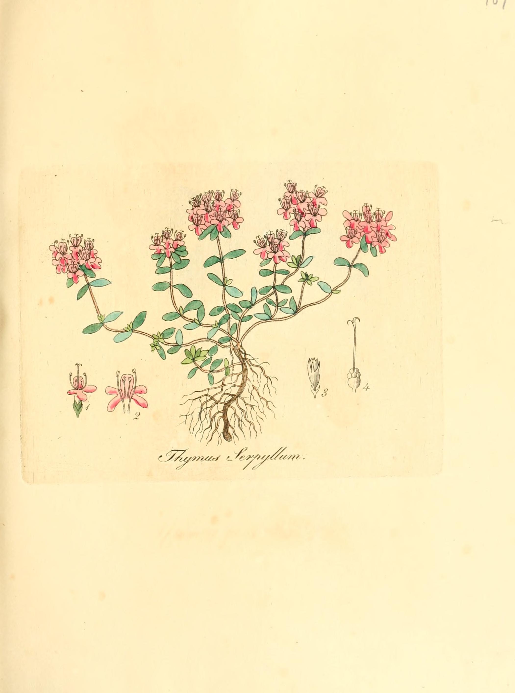 no full size  illustration available (3a)