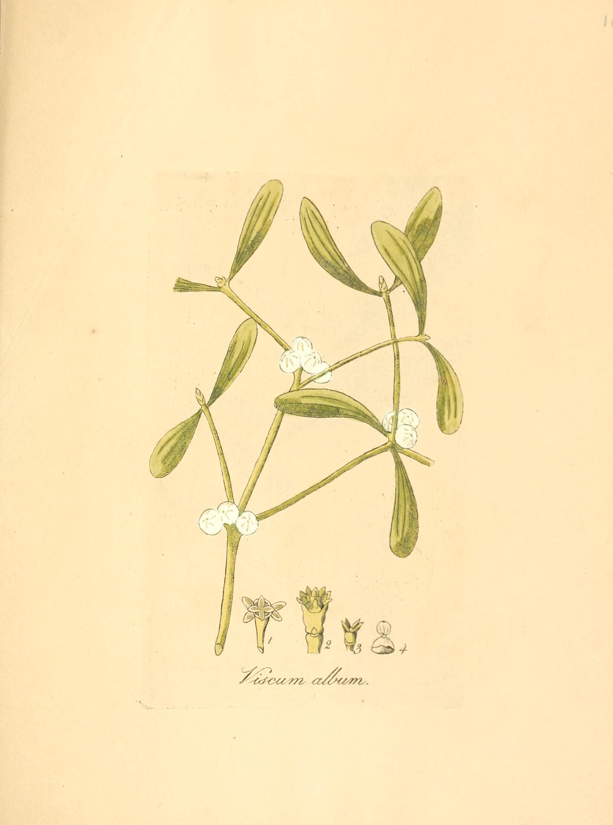 no full size  illustration available (3a)