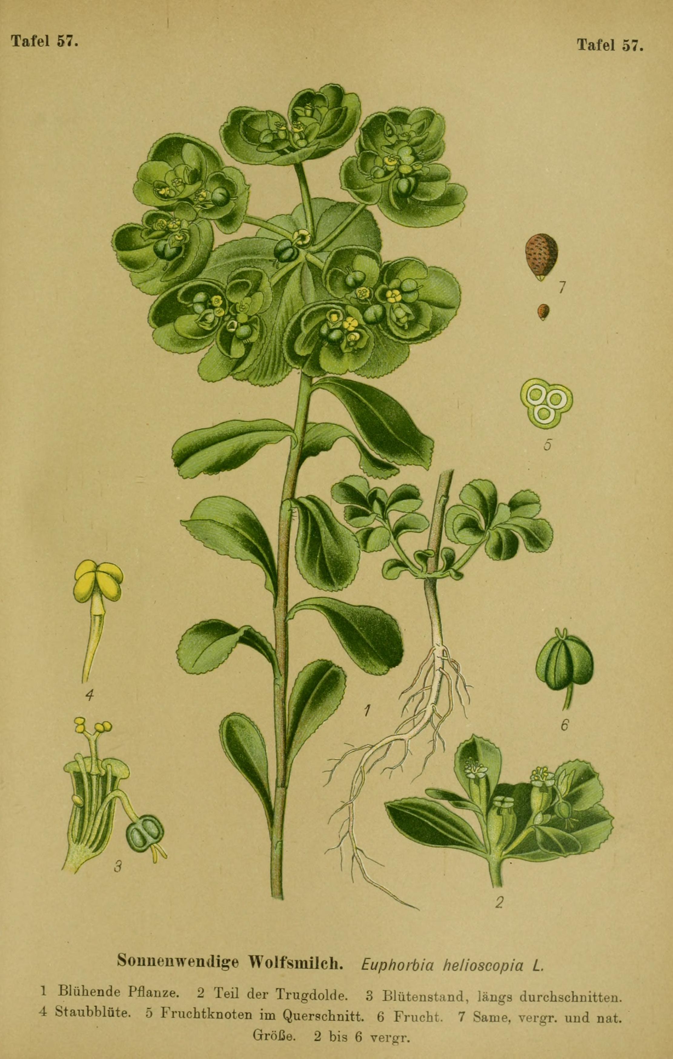 no full size  illustration available (3a)