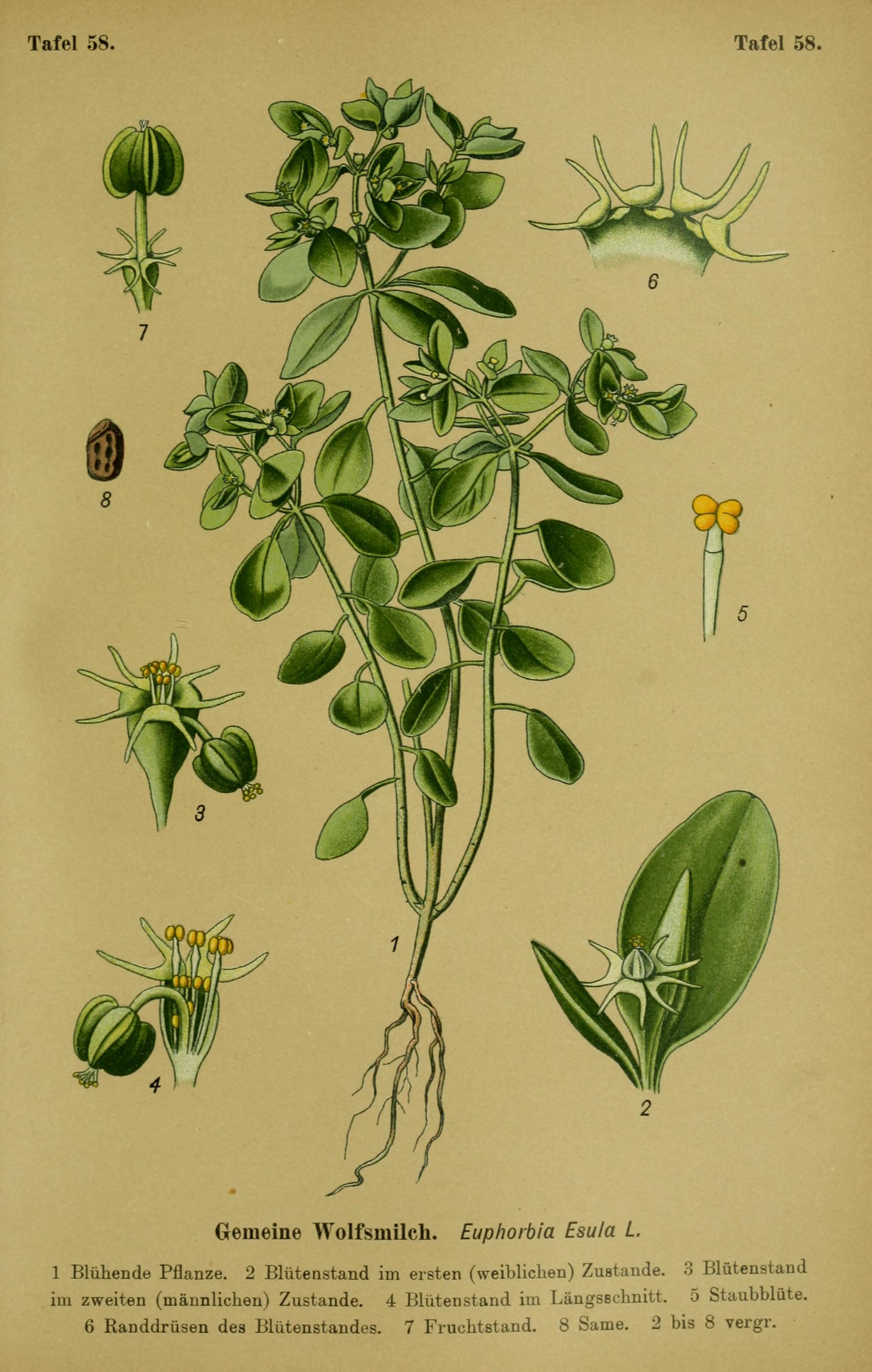 no full size  illustration available (3a)