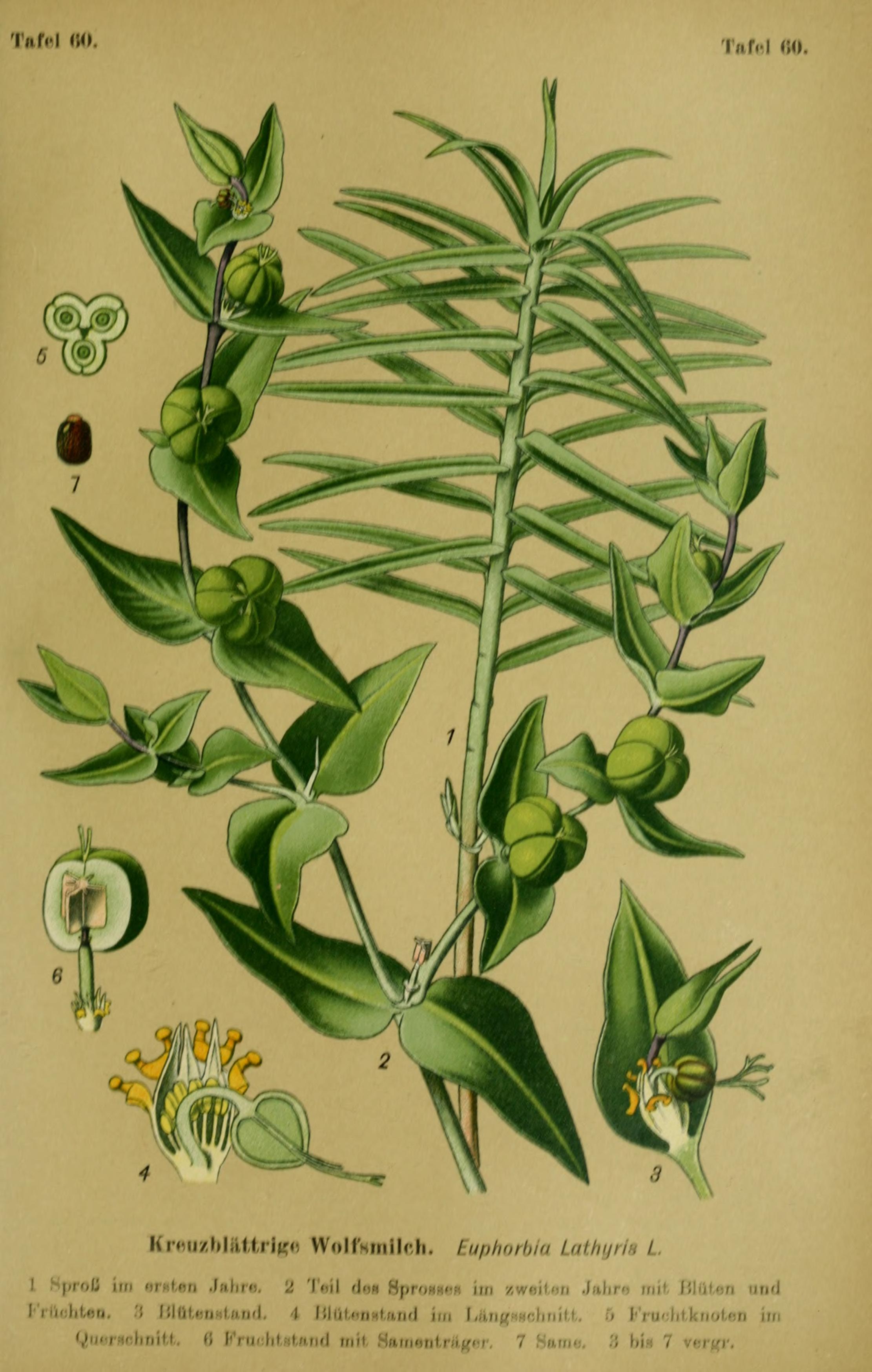 no full size  illustration available (3a)