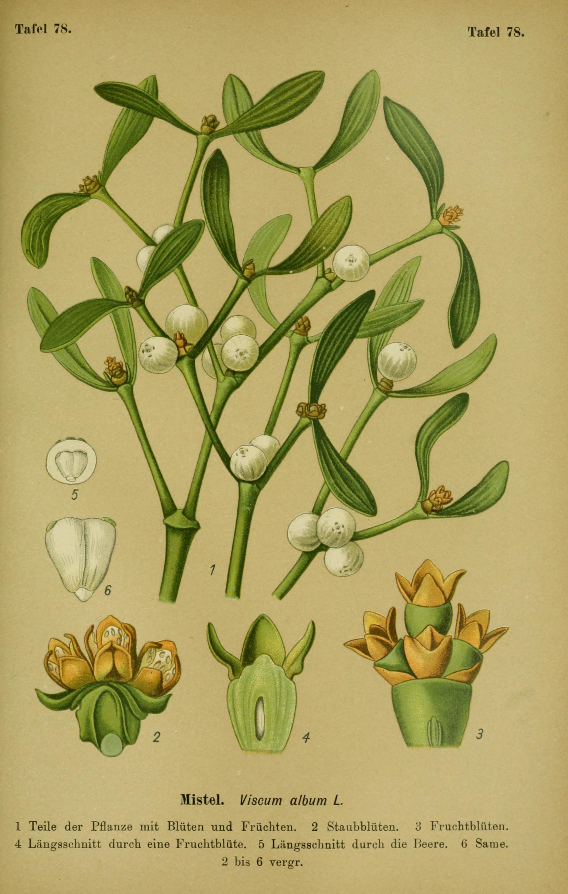 no full size  illustration available (3a)