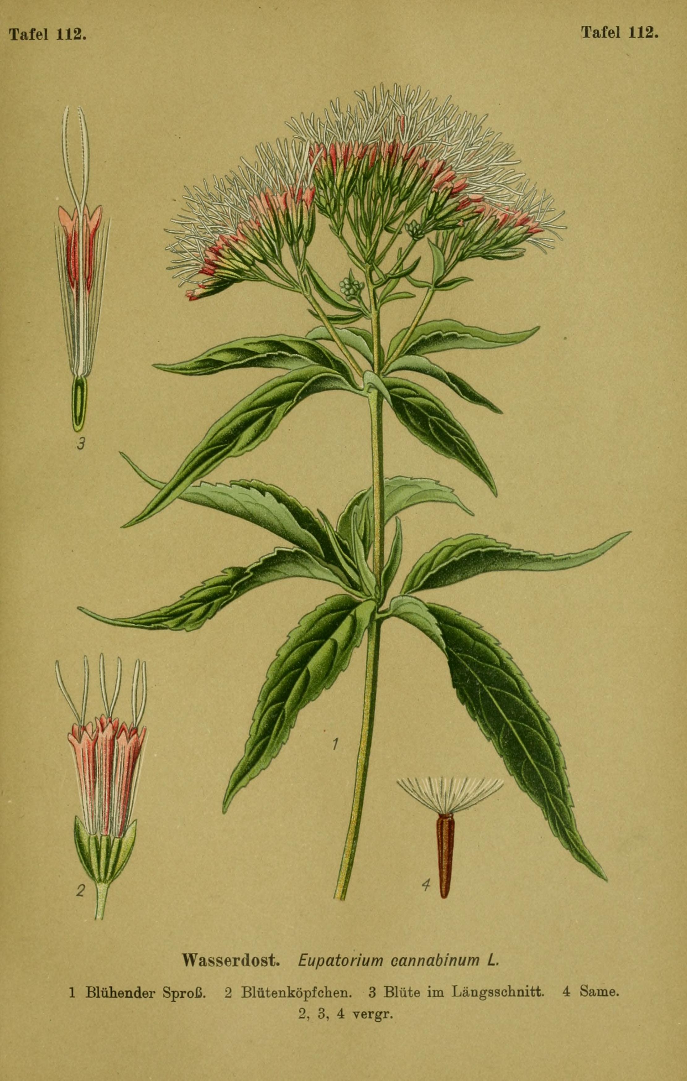 no full size  illustration available (3a)