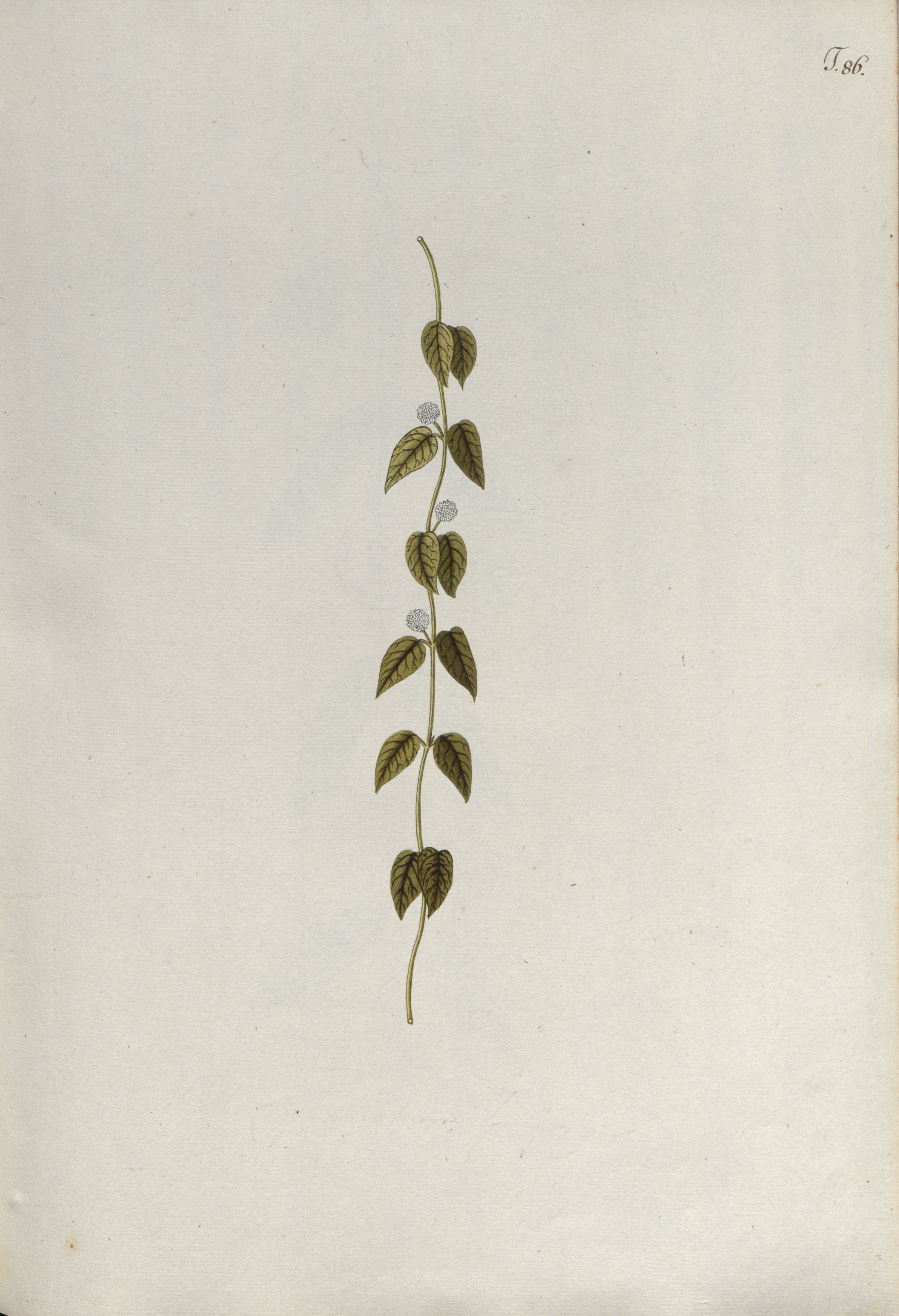 no full size  illustration available (3a)