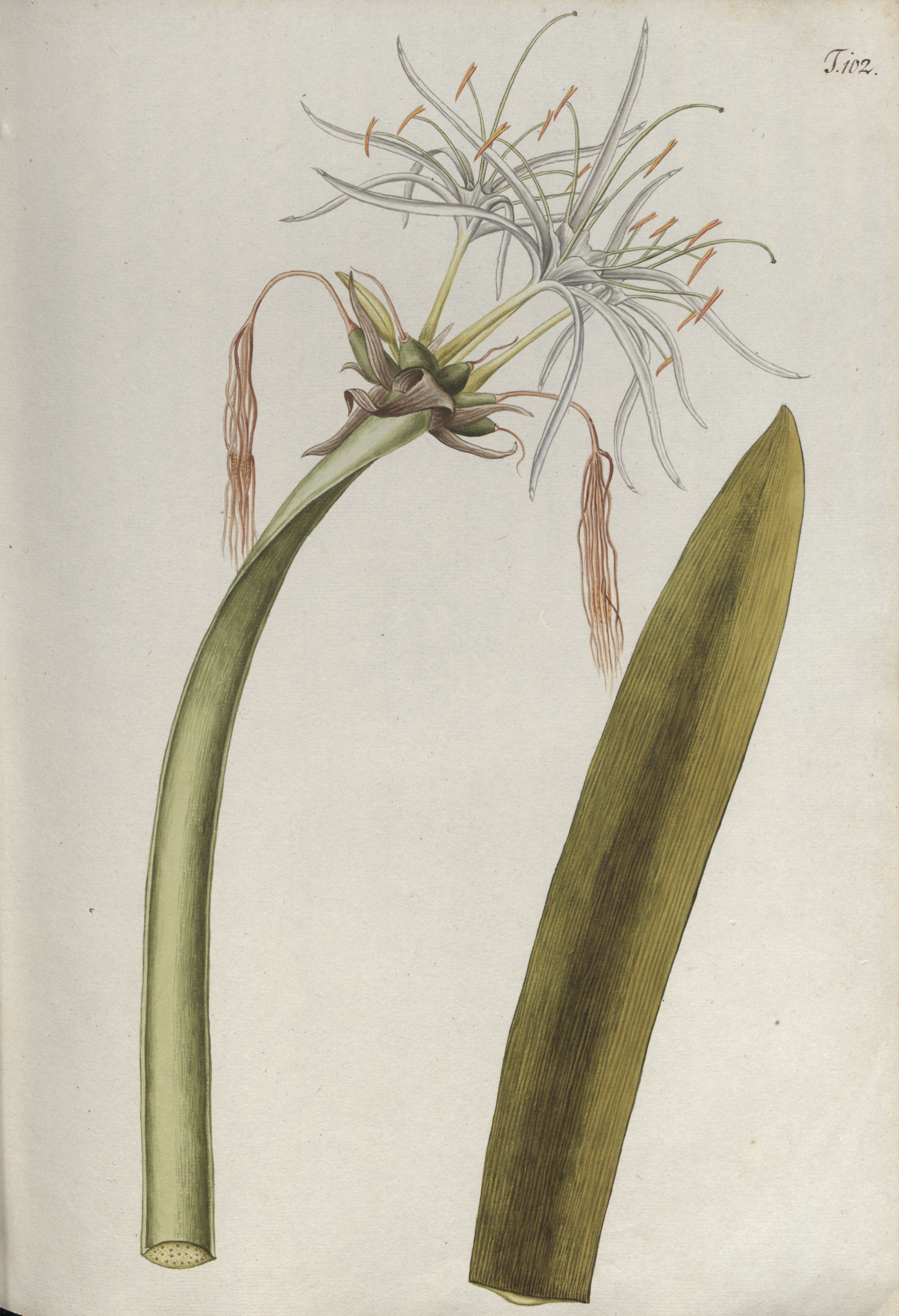 no full size  illustration available (3a)