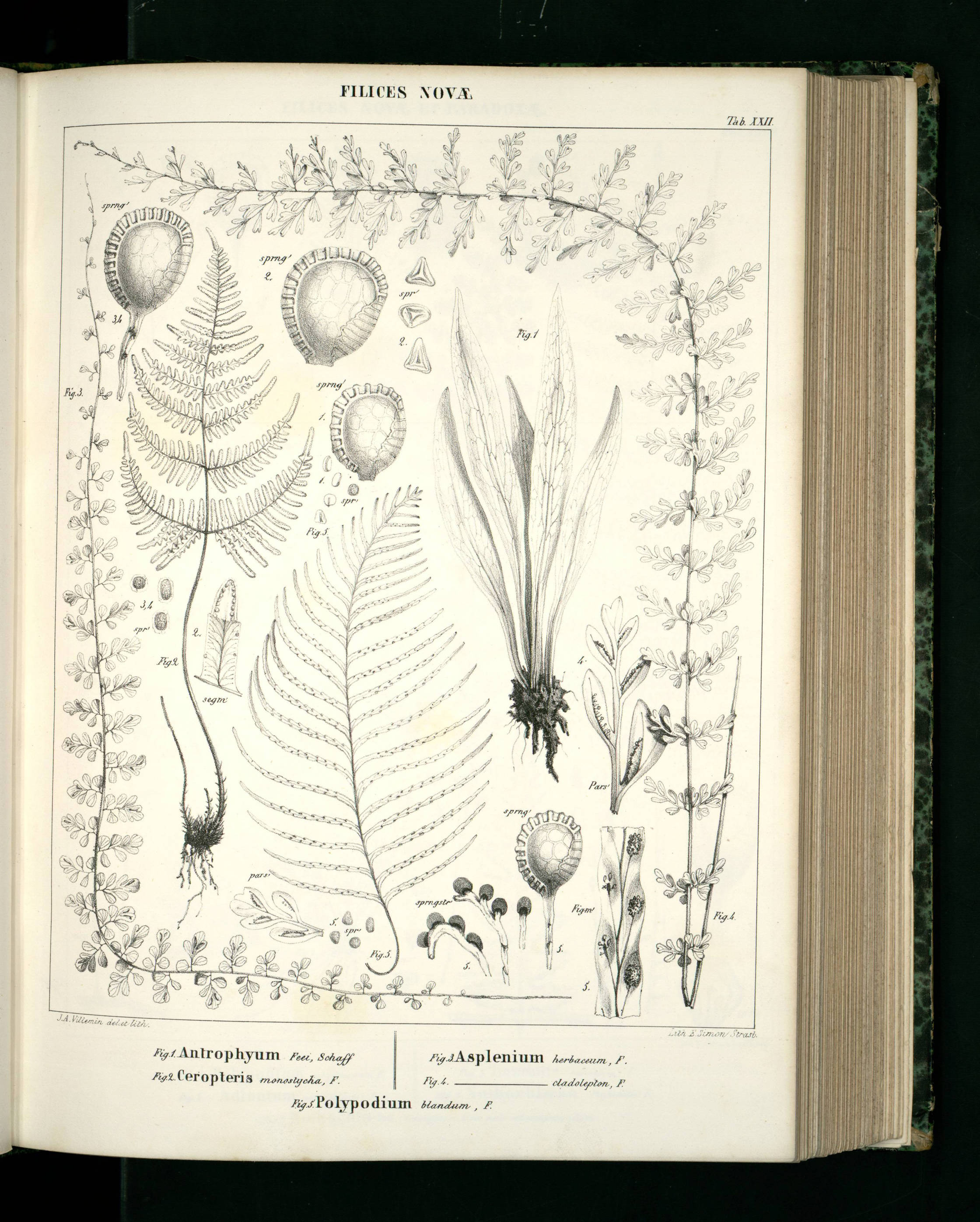 no full size  illustration available (3a)