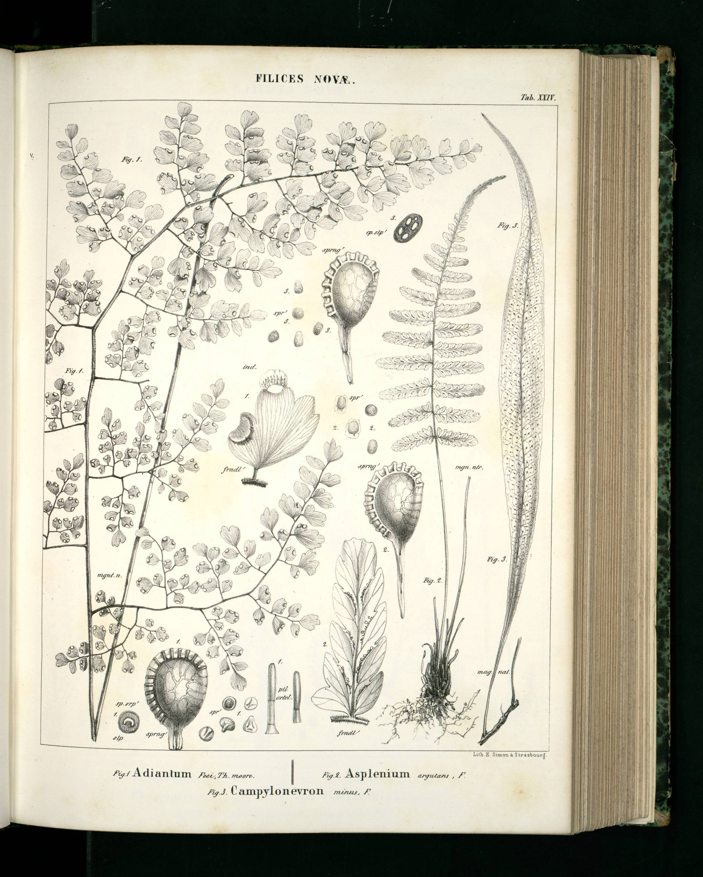 no full size  illustration available (3a)