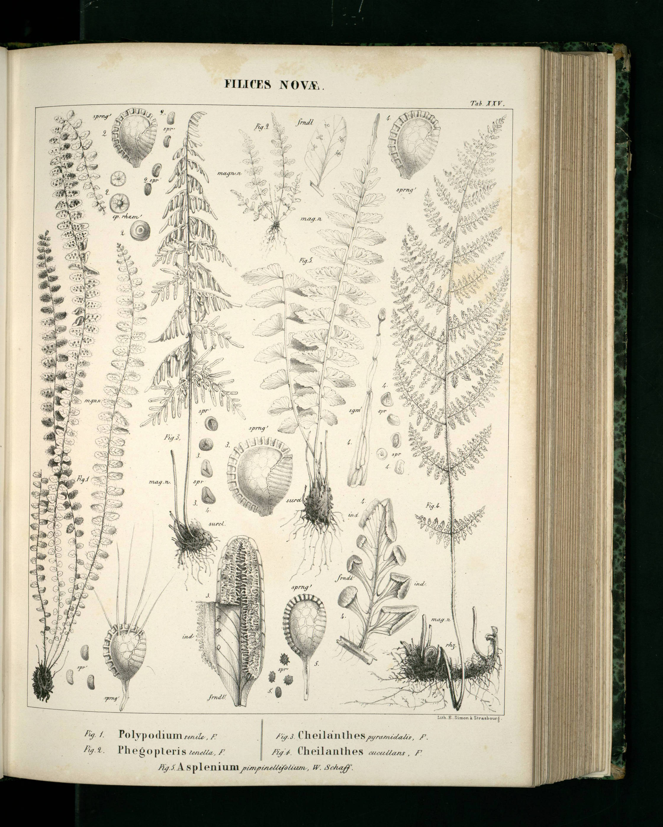 no full size  illustration available (3a)