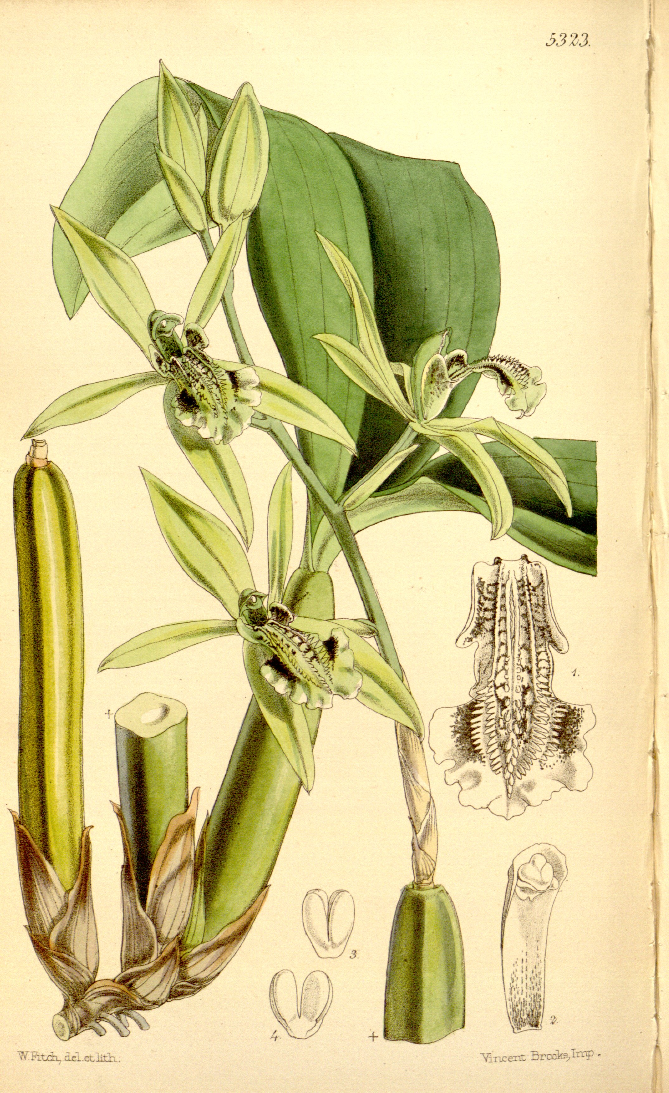 no full size  illustration available (3a)