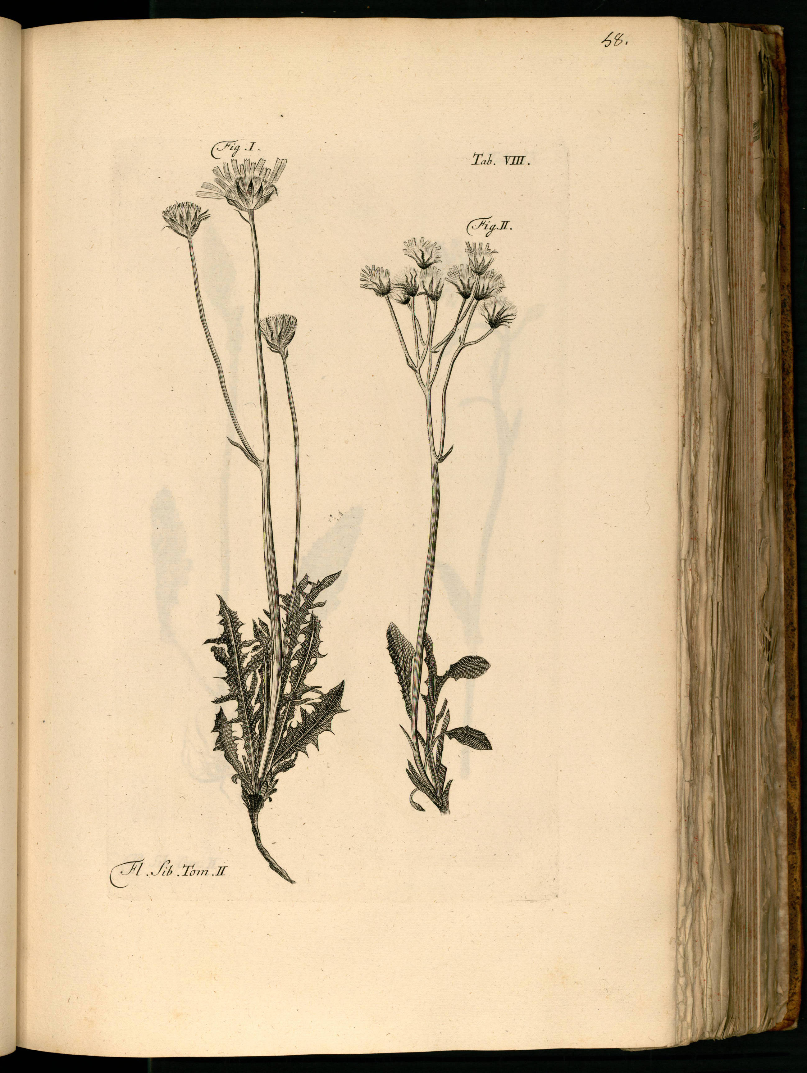 no full size  illustration available (3a)