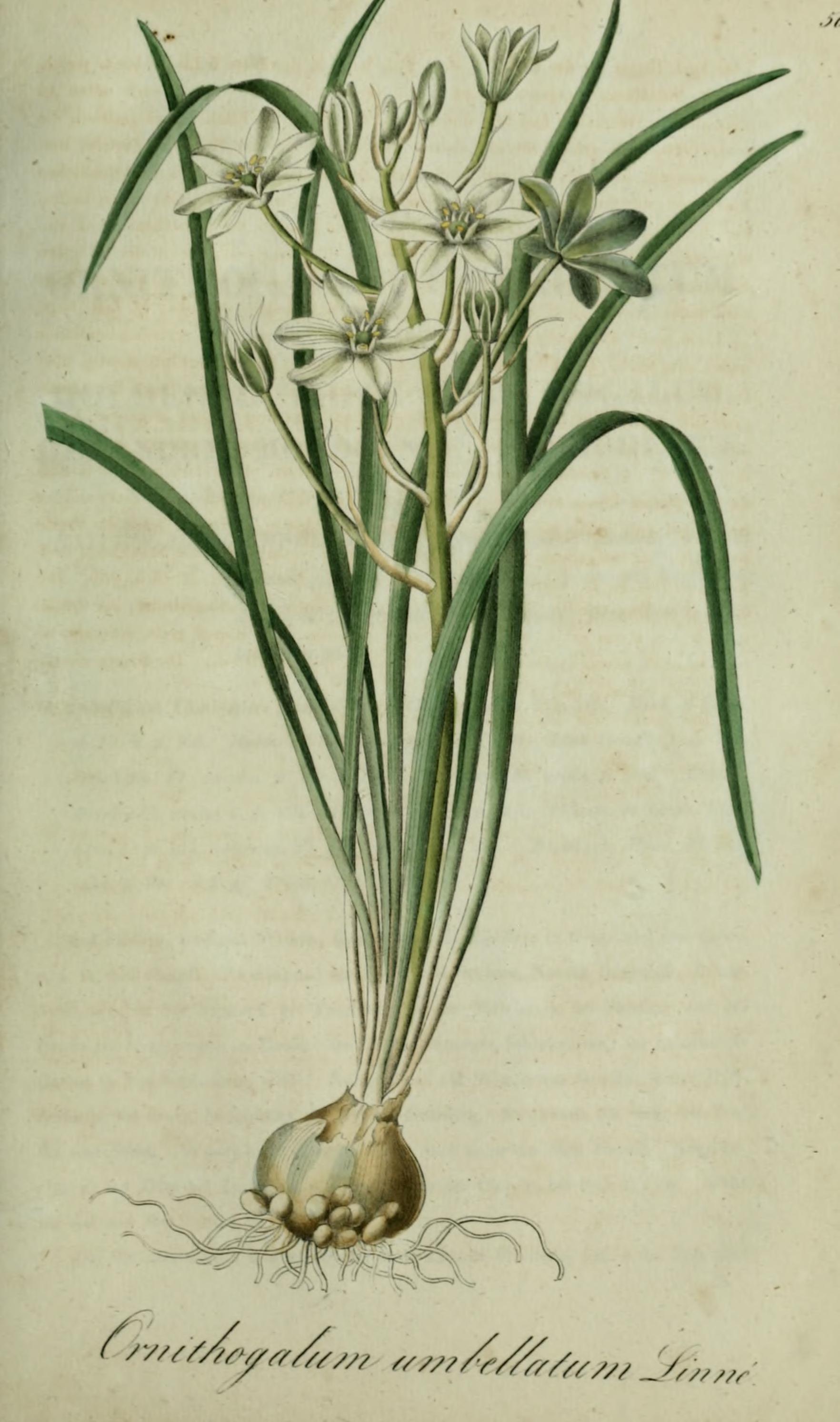 no full size  illustration available (3a)