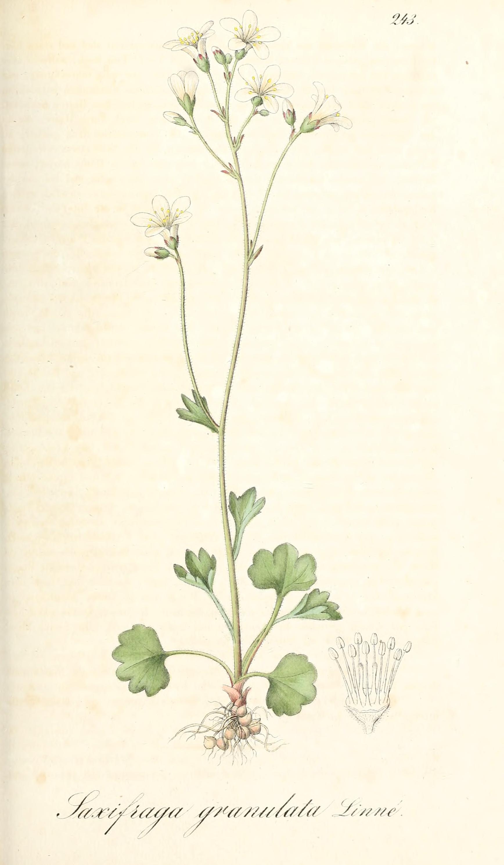 no full size  illustration available (3a)