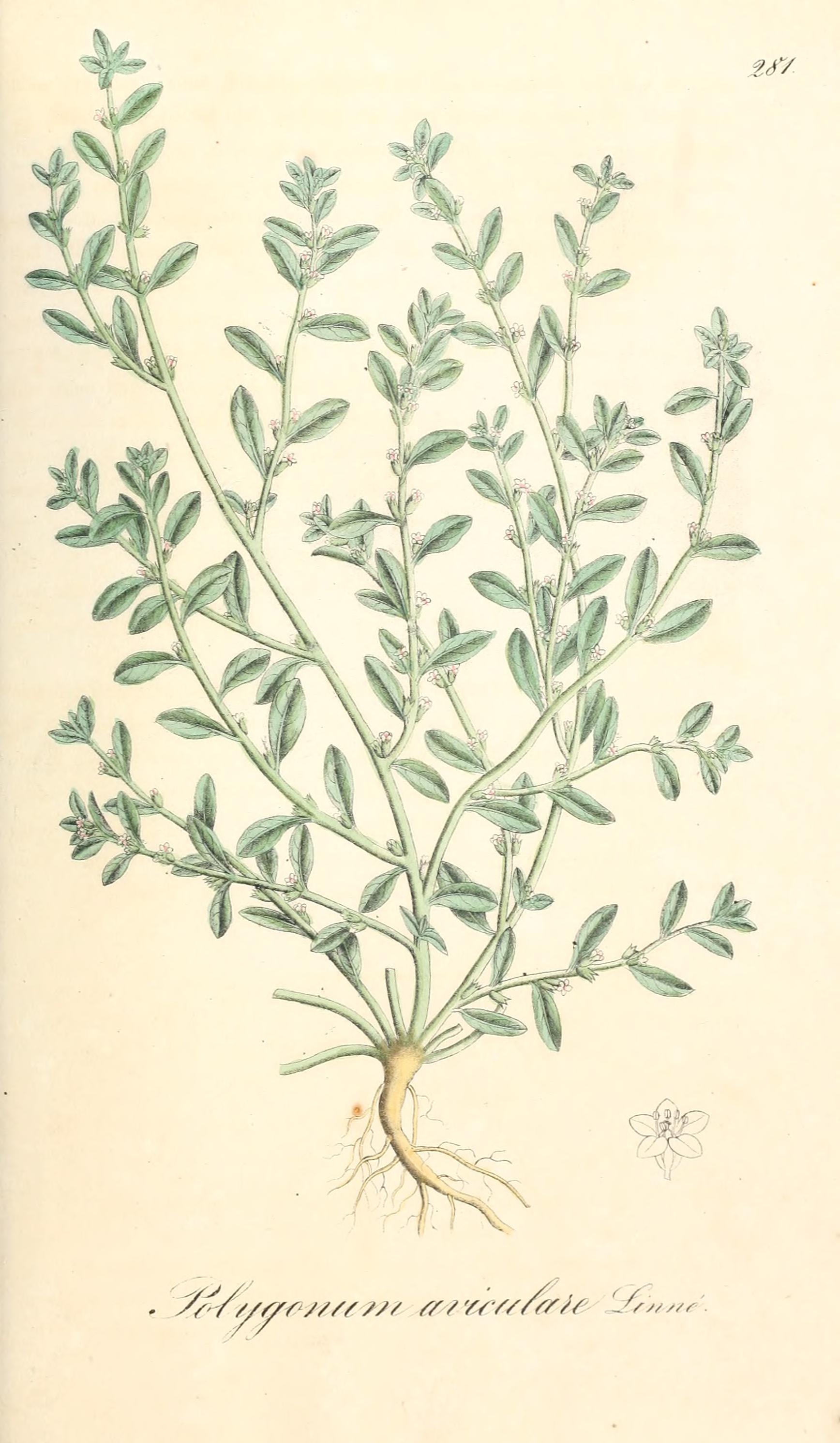 no full size  illustration available (3a)