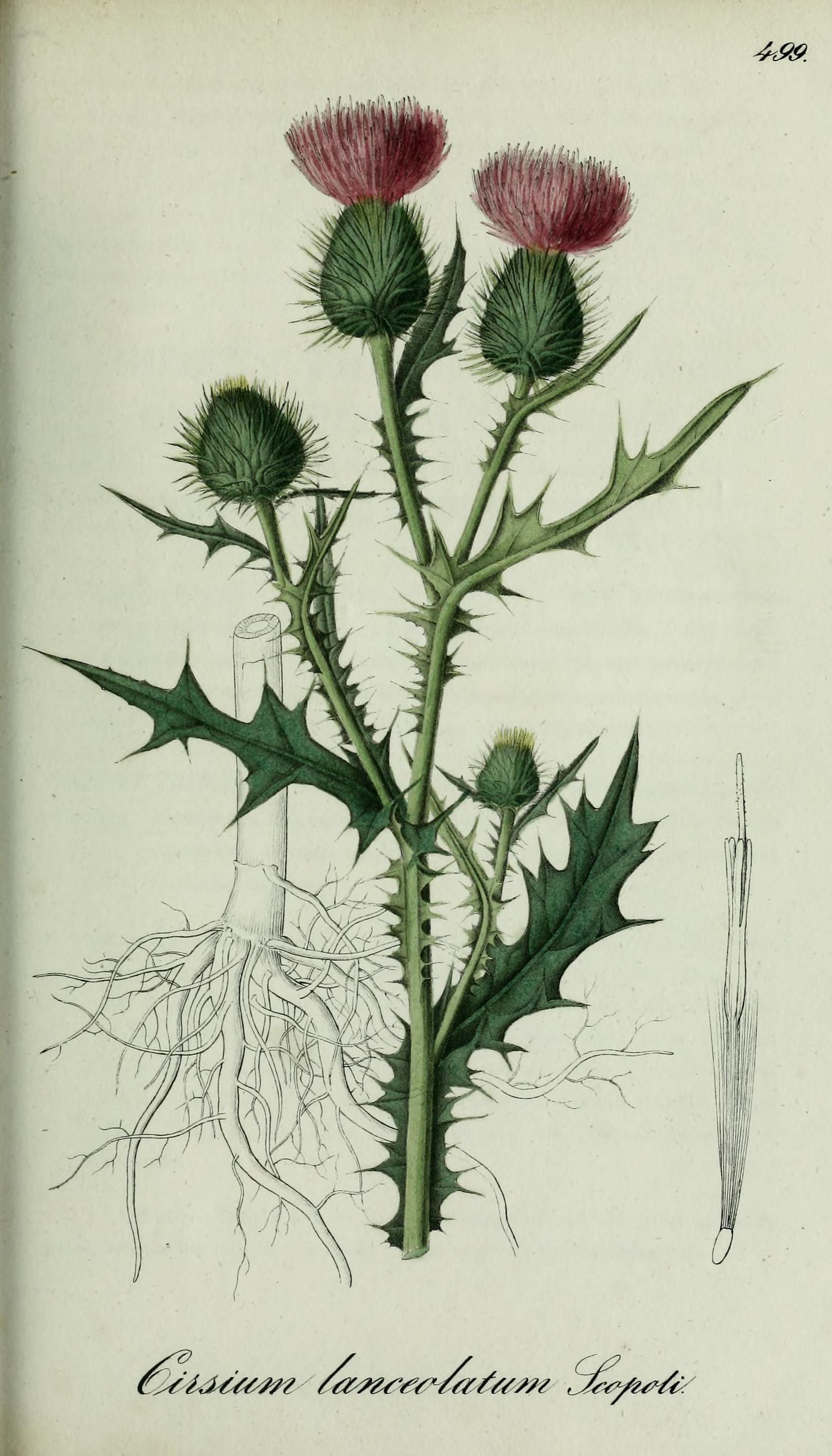 no full size  illustration available (3a)