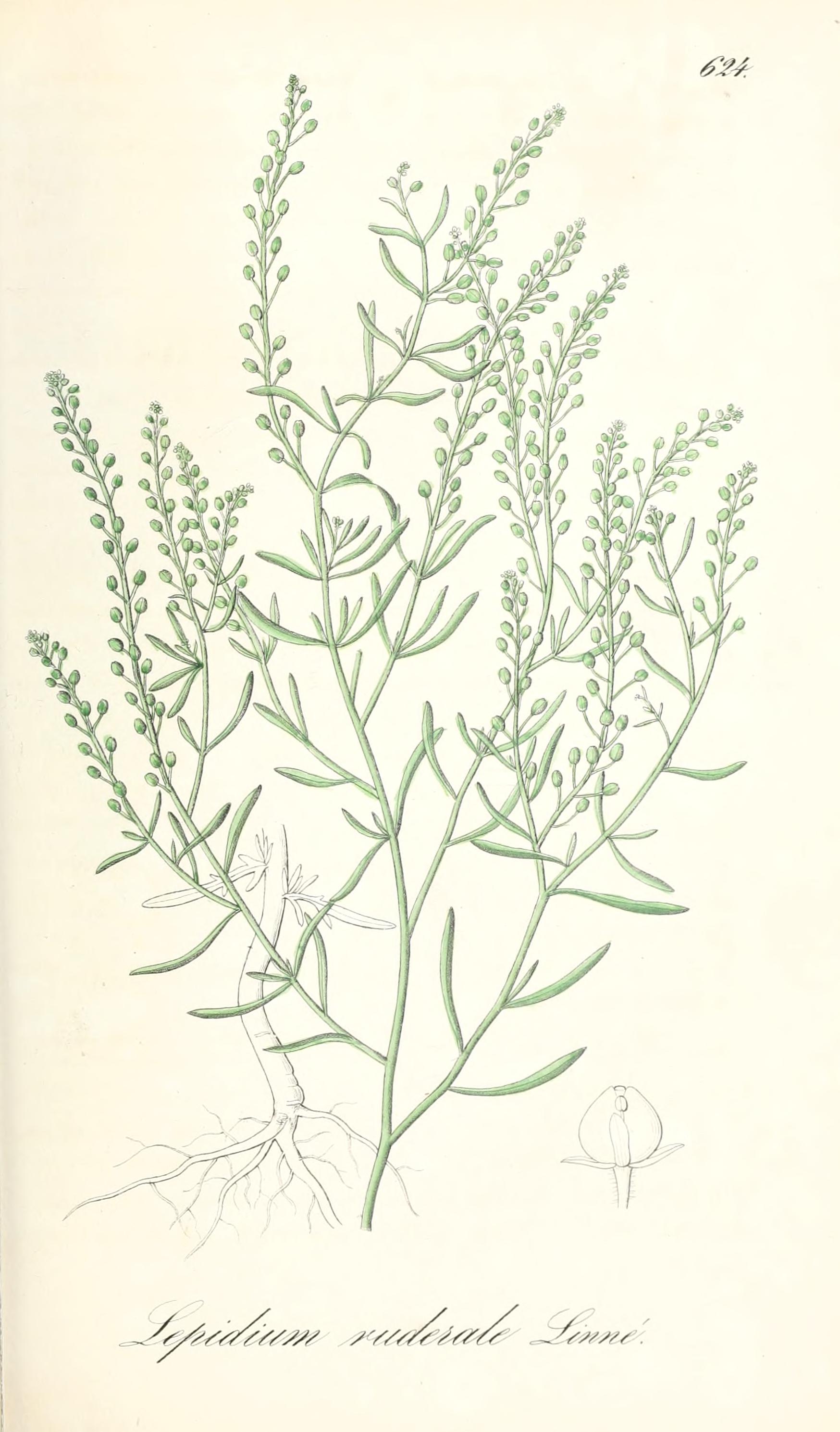 no full size  illustration available (3a)