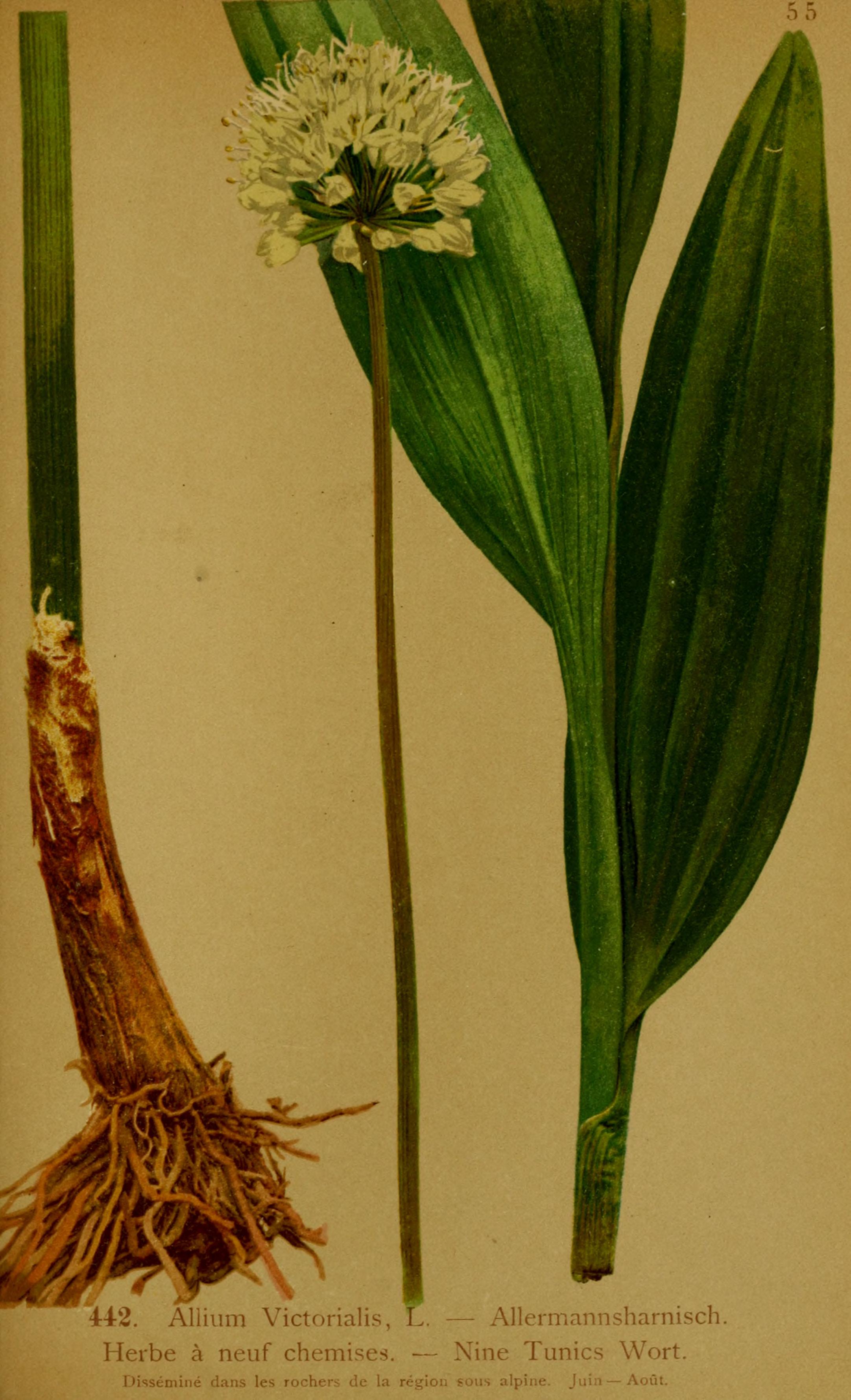 no full size  illustration available (3a)