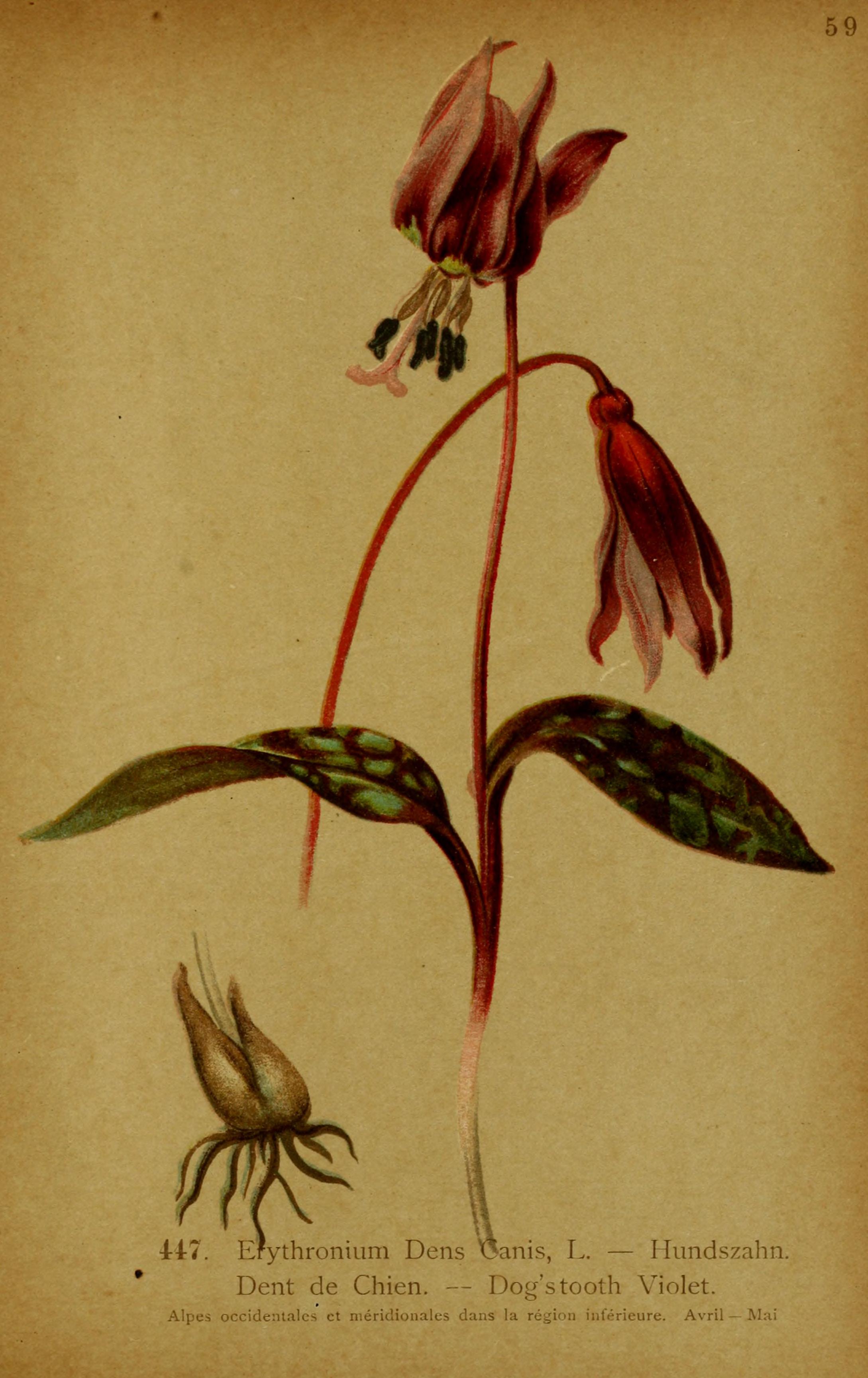 no full size  illustration available (3a)