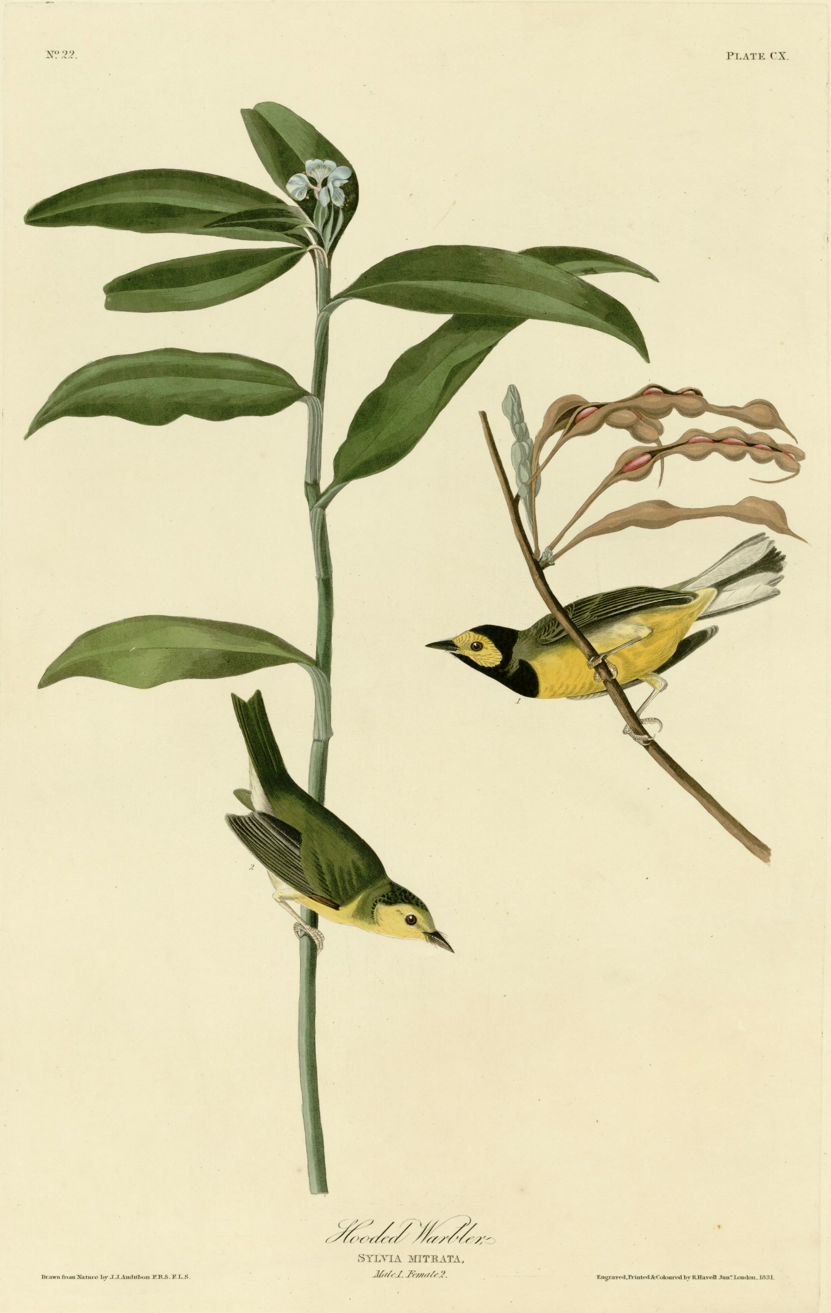 no full size  illustration available (3a)