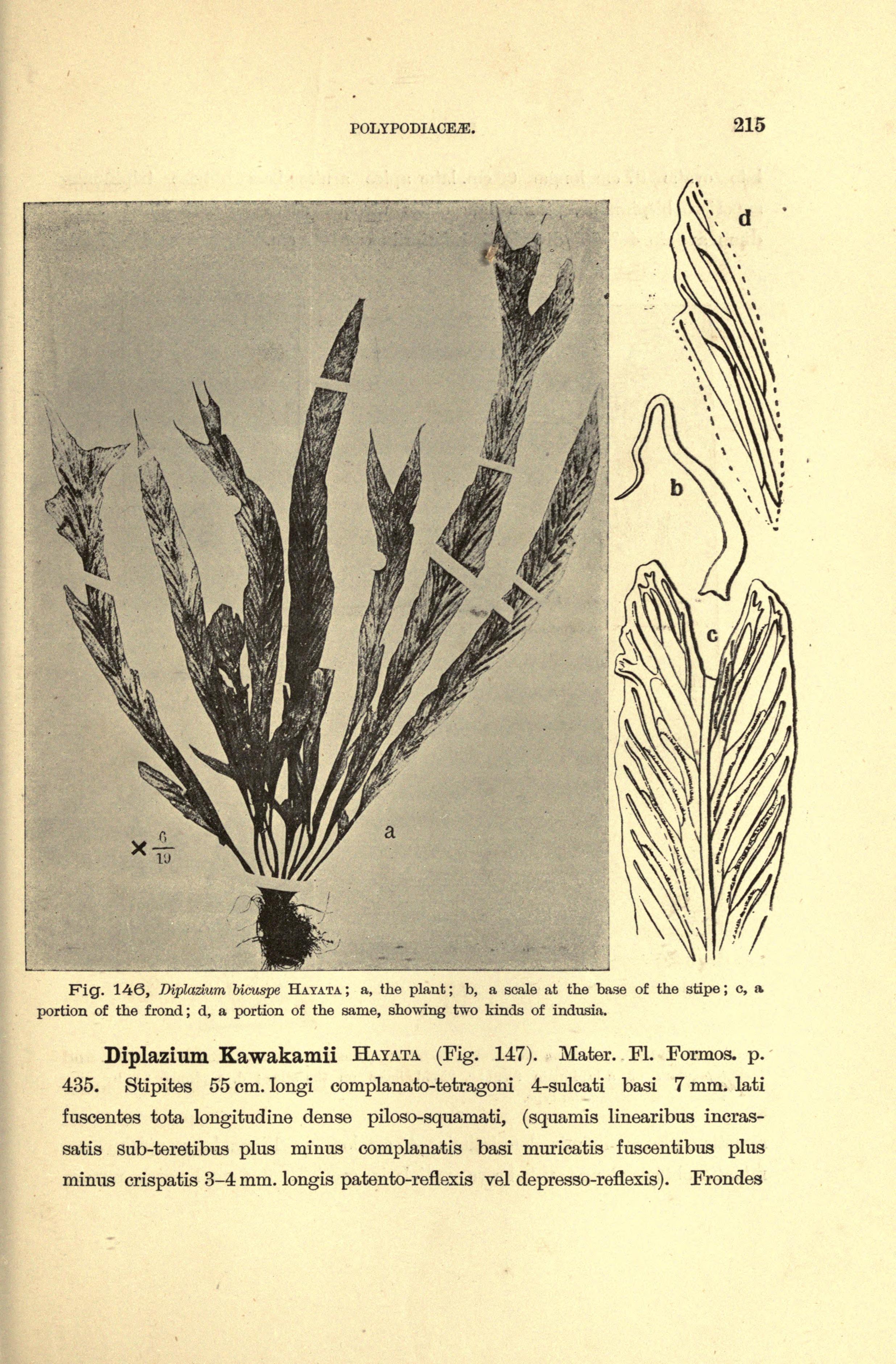 no full size  illustration available (3a)