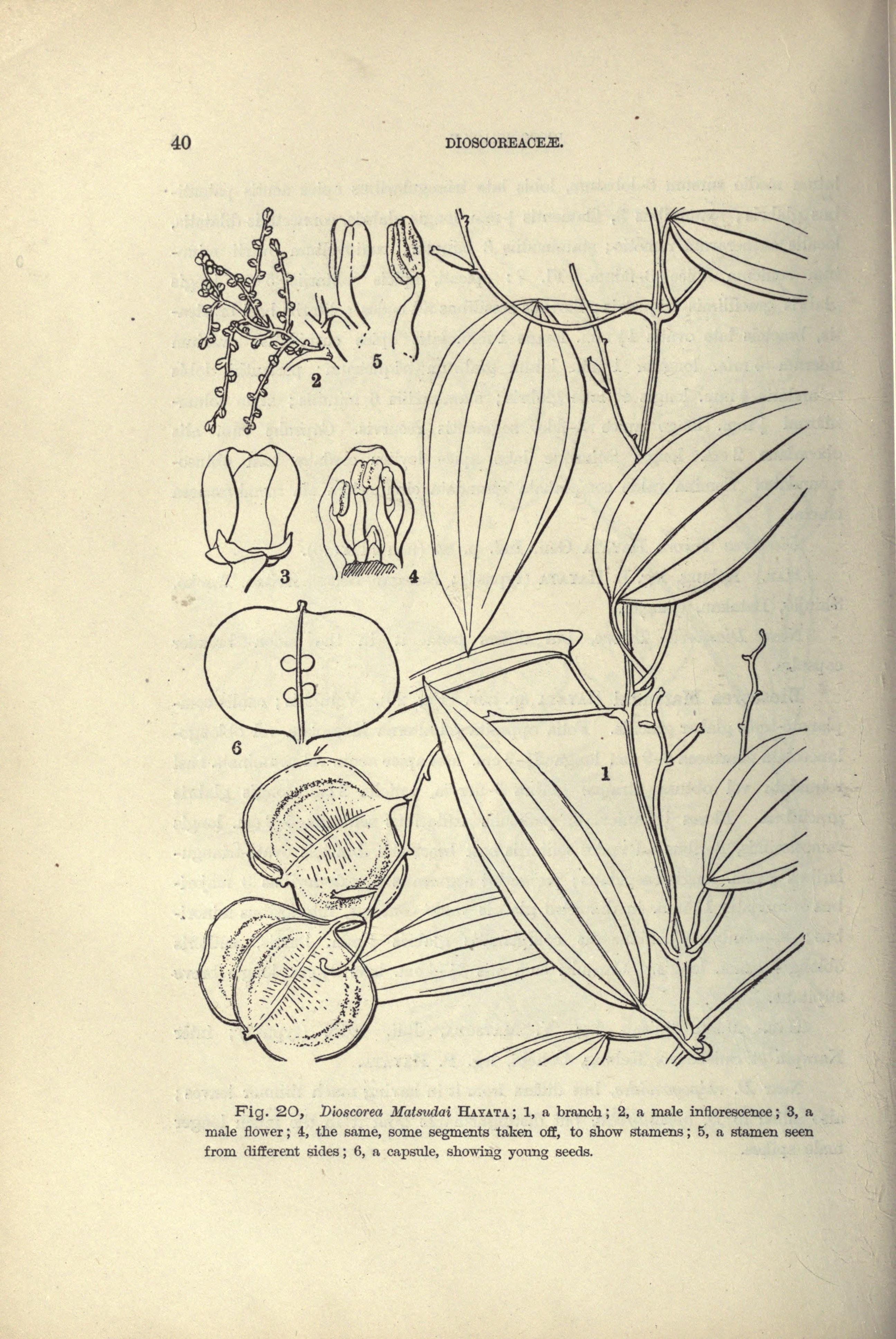 no full size  illustration available (3a)