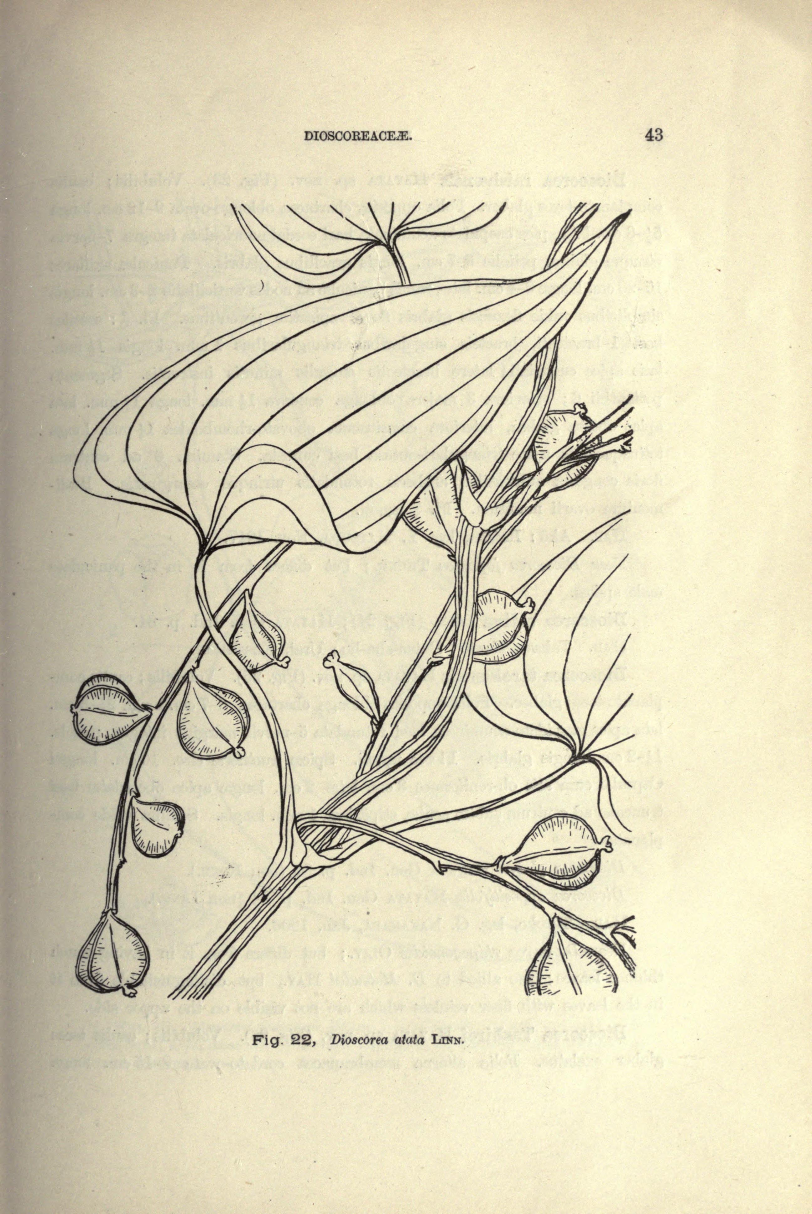 no full size  illustration available (3a)