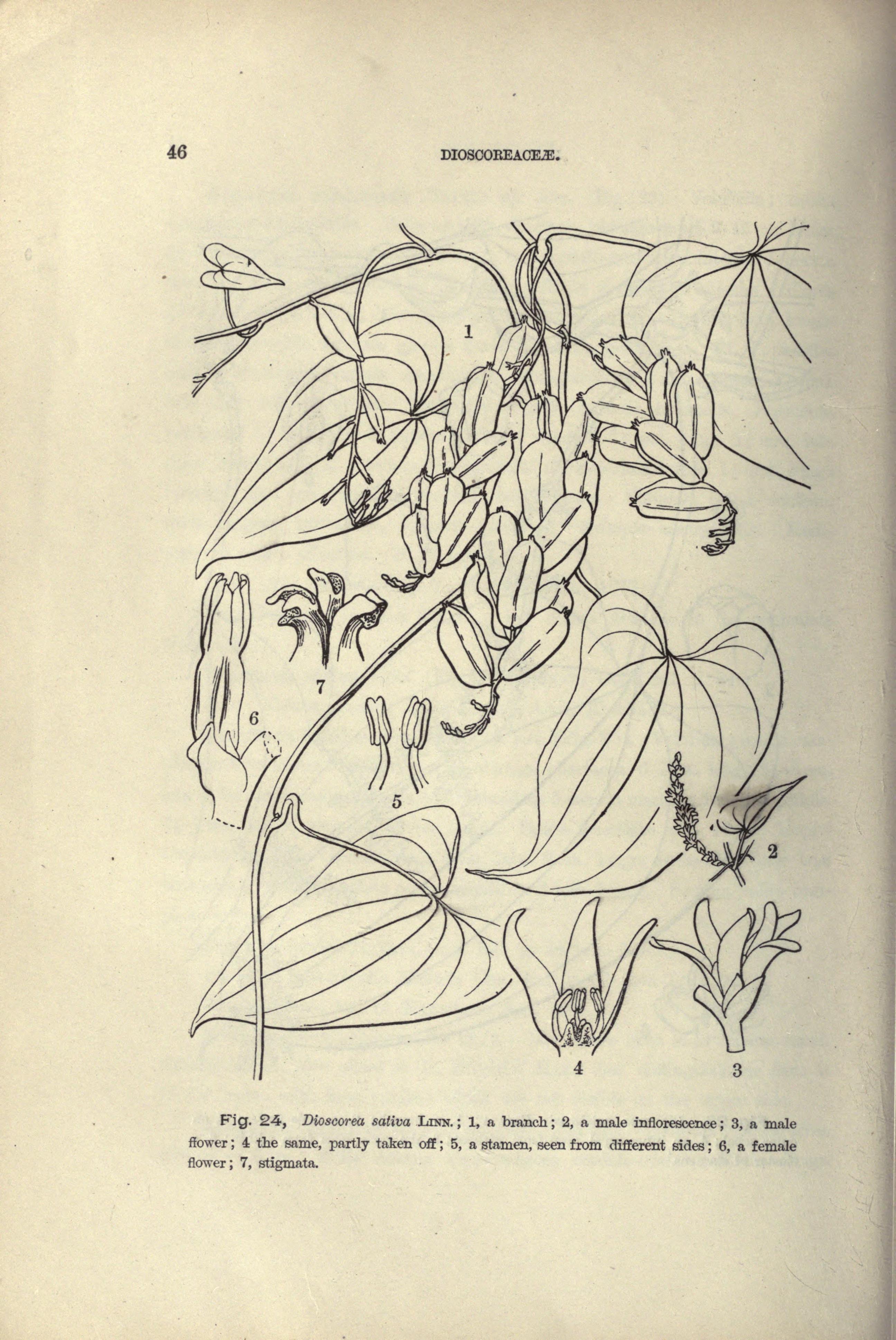 no full size  illustration available (3a)