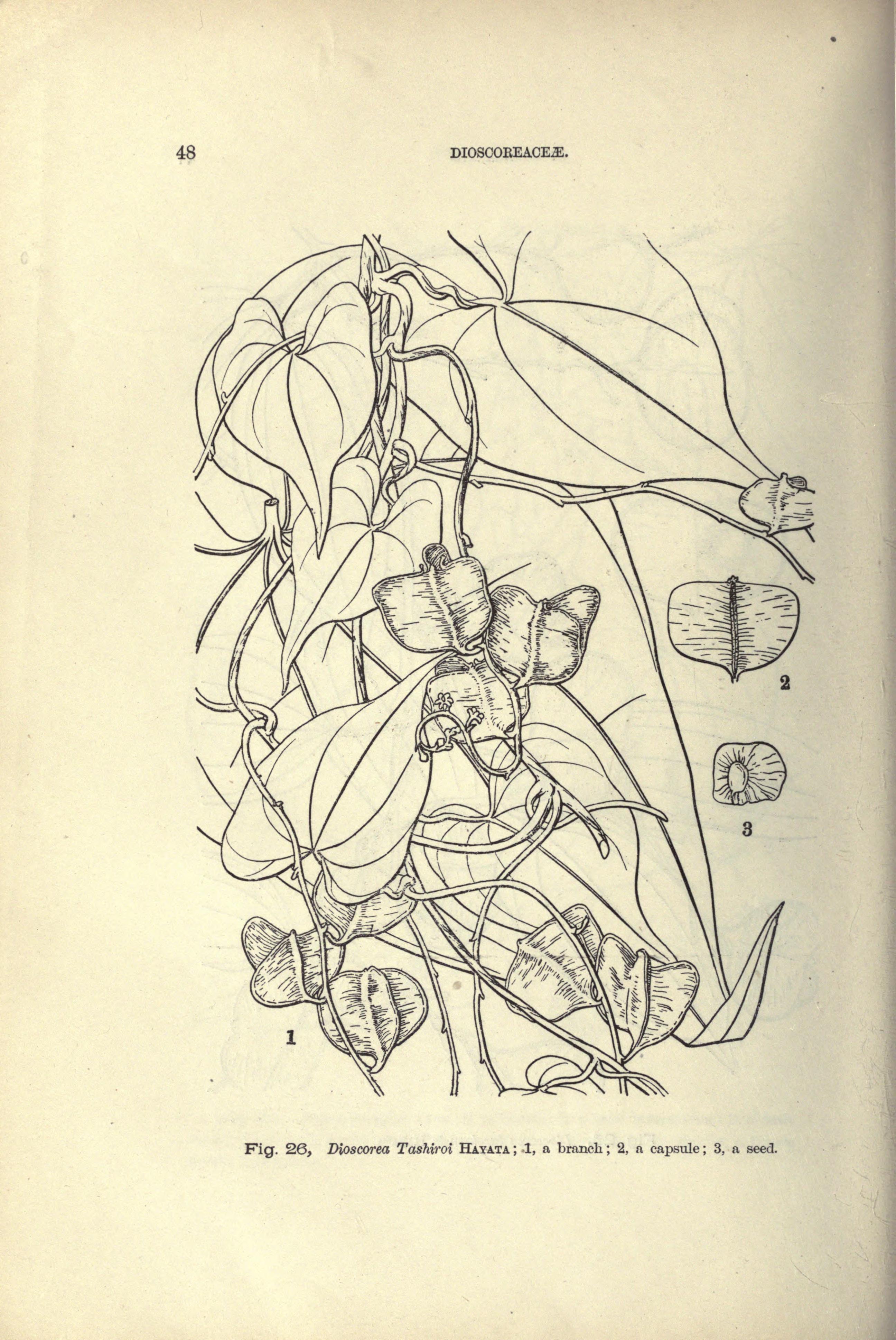 no full size  illustration available (3a)