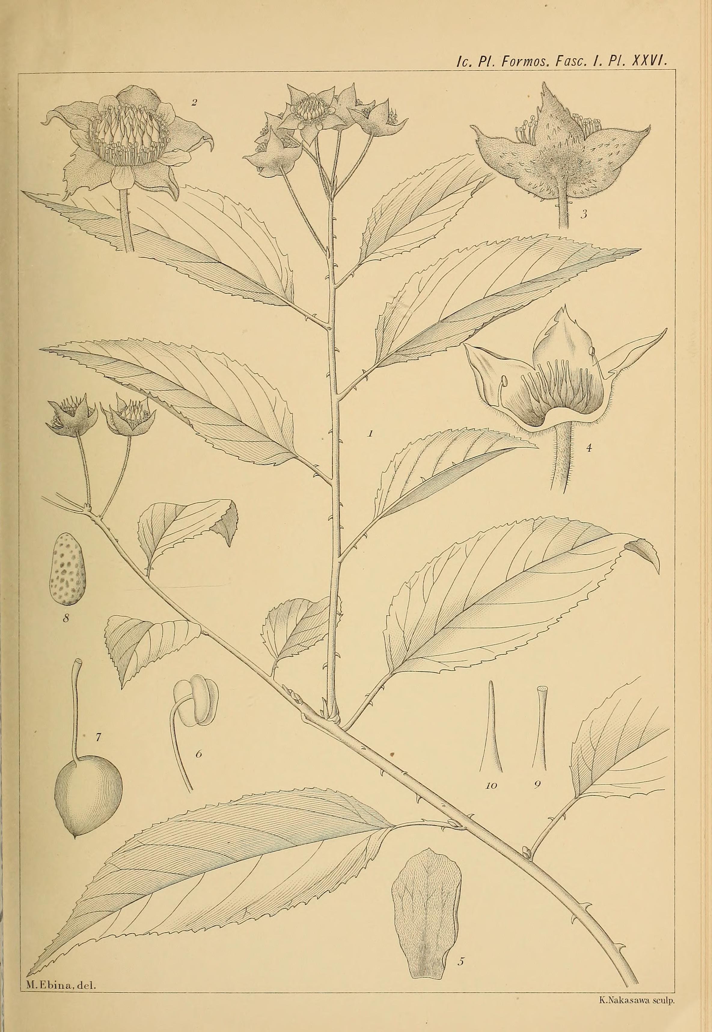 no full size  illustration available (3a)