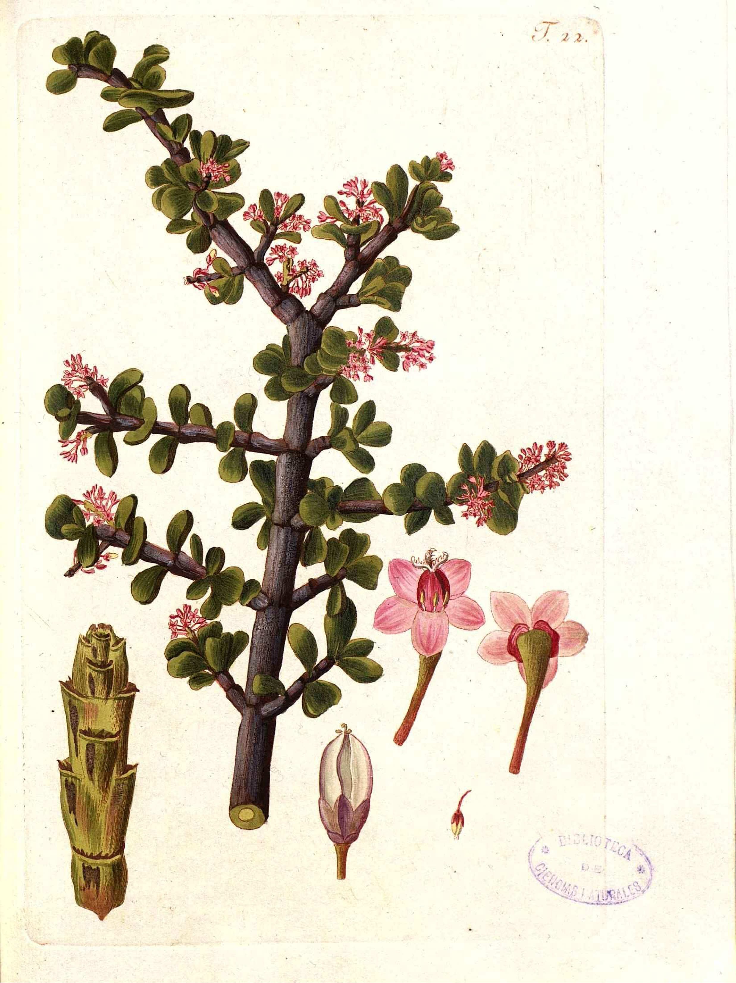 no full size  illustration available (3a)