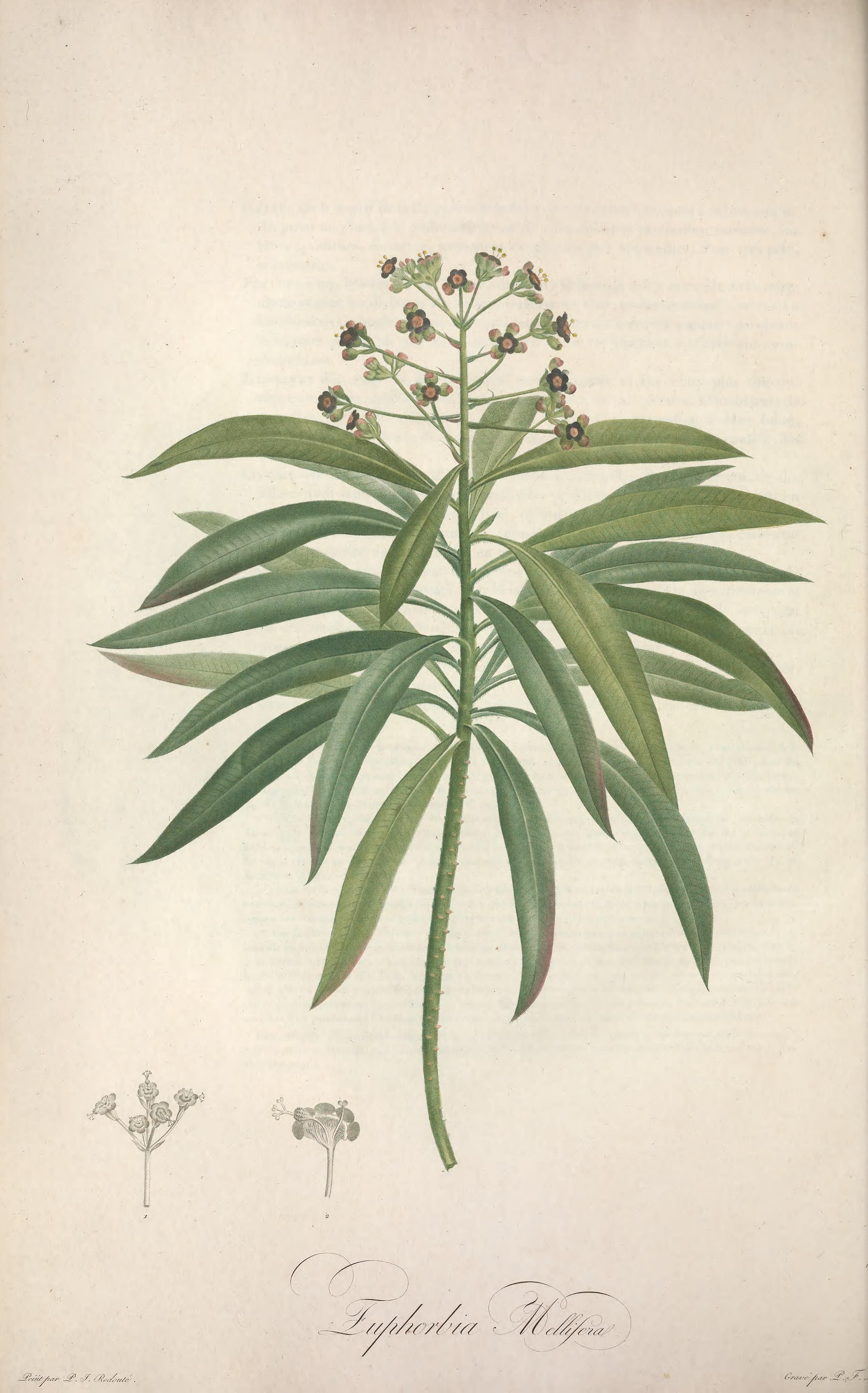 no full size  illustration available (3a)