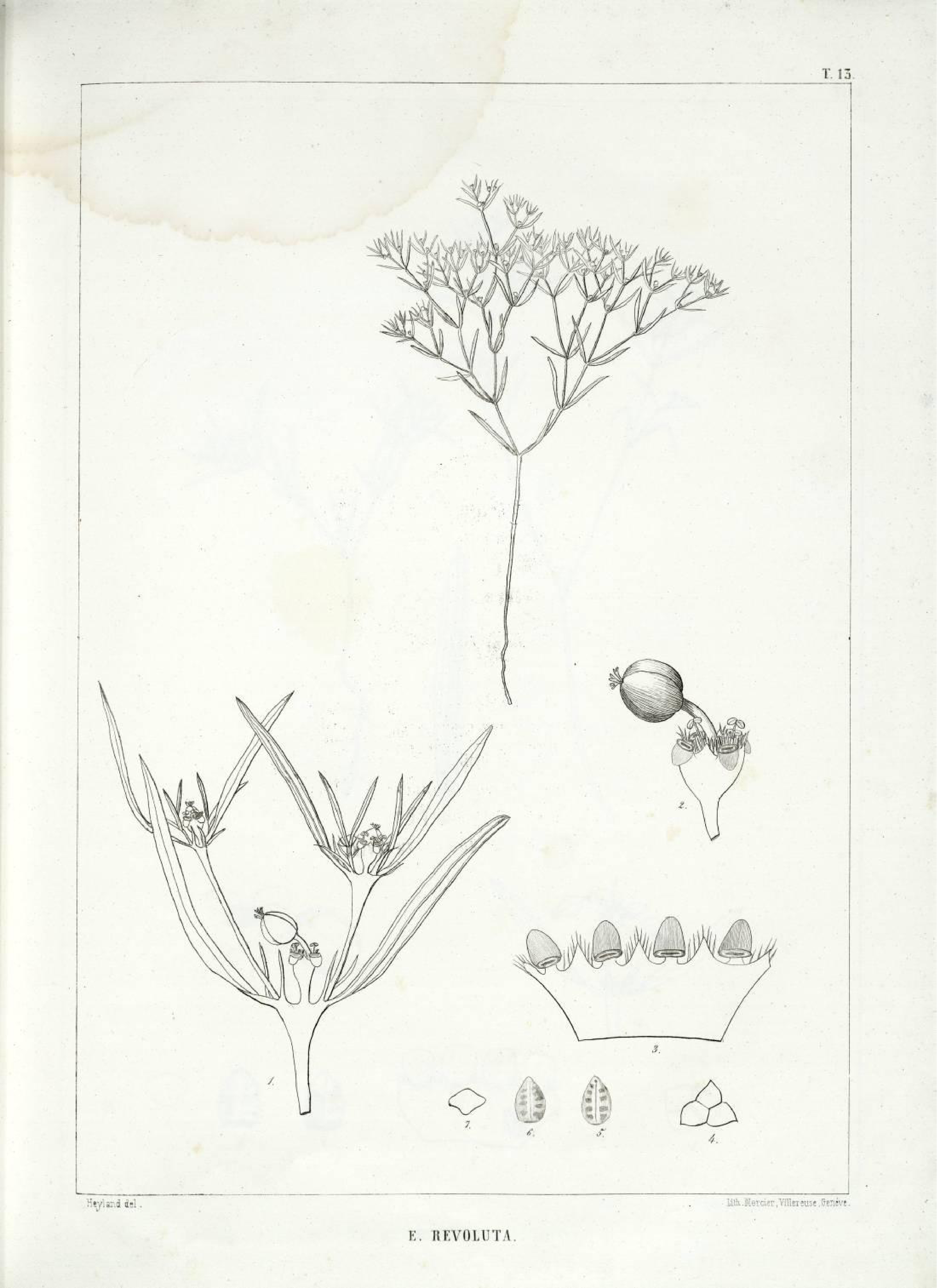 no full size  illustration available (3a)