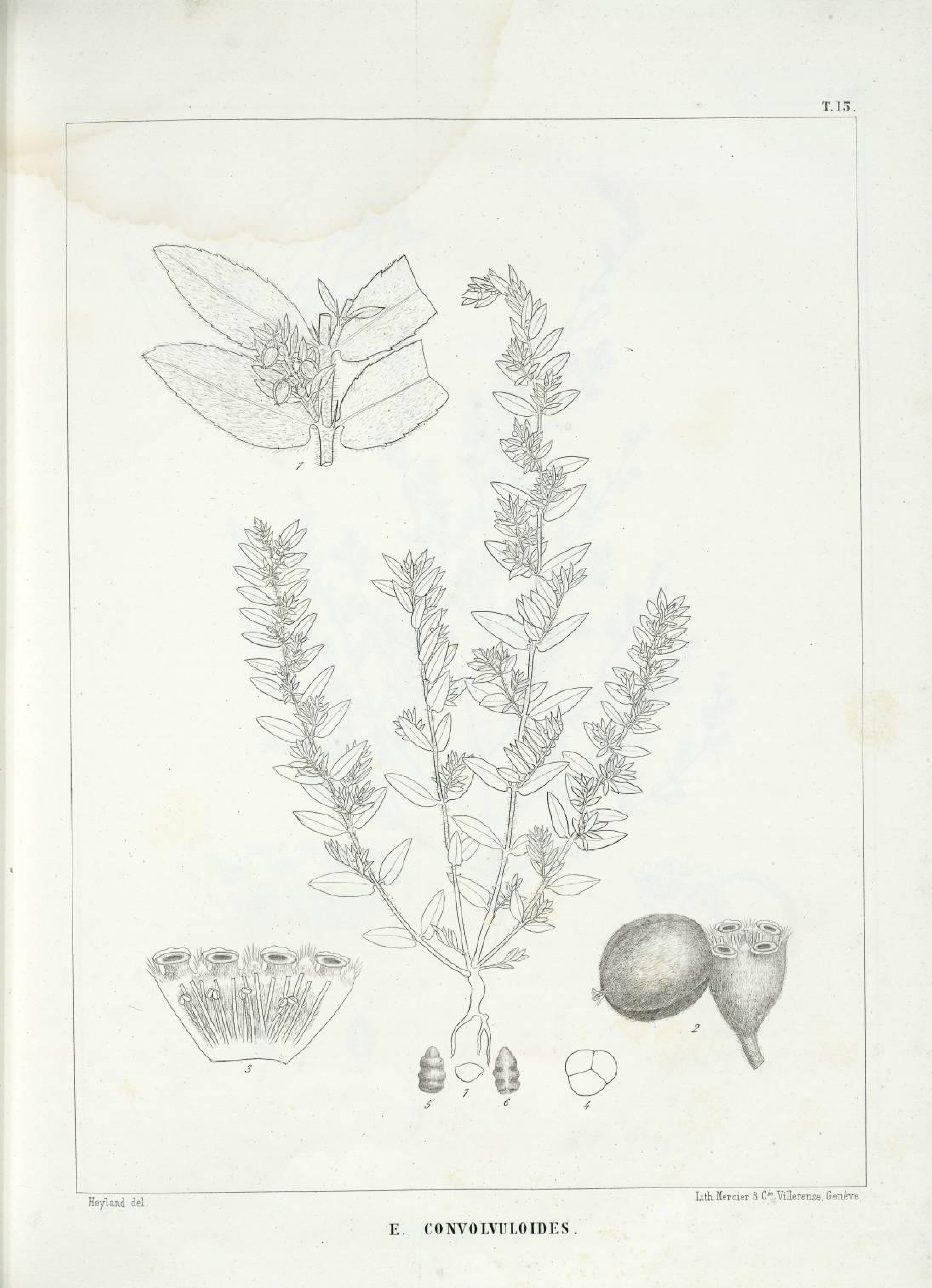 no full size  illustration available (3a)