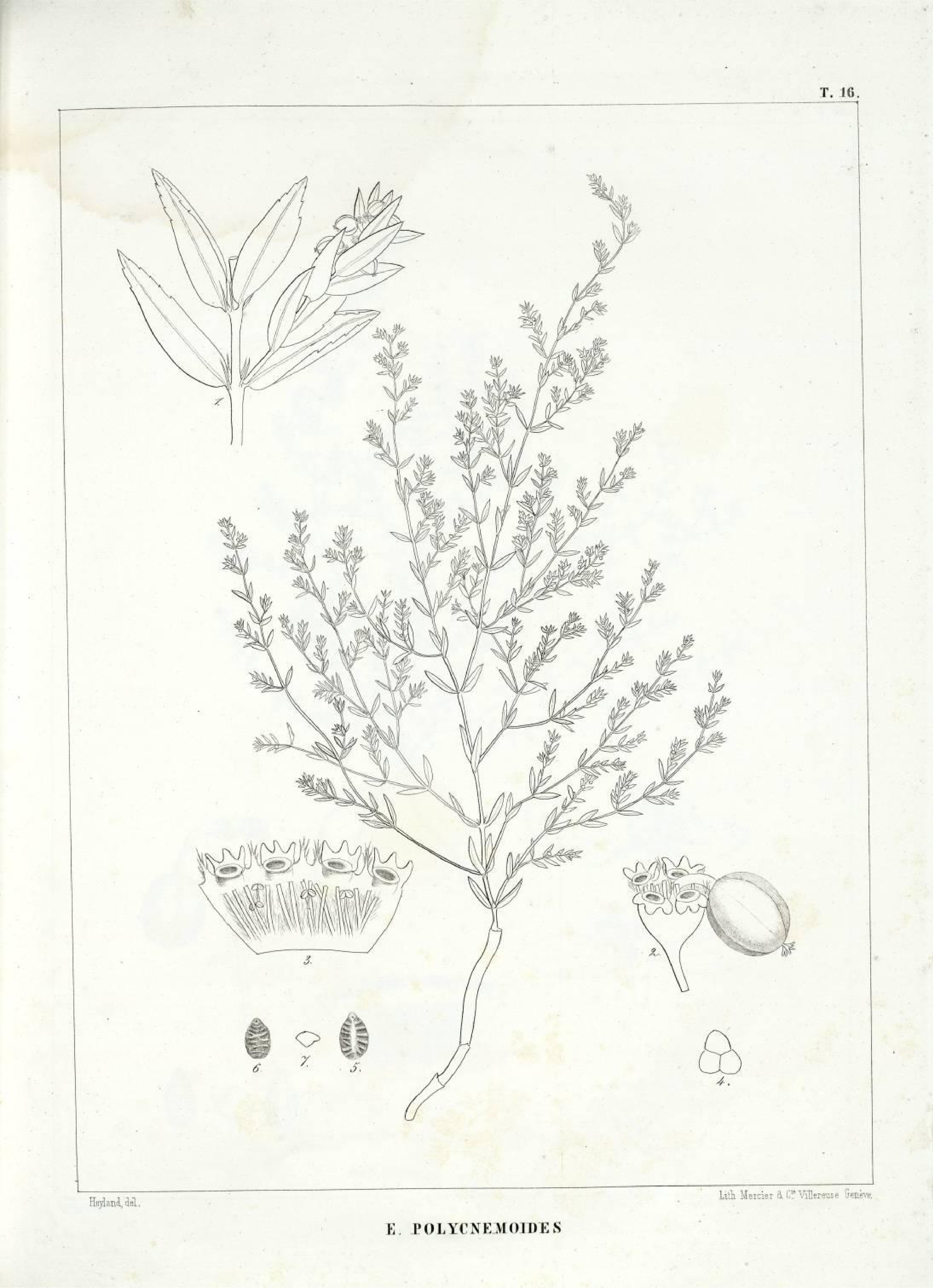 no full size  illustration available (3a)