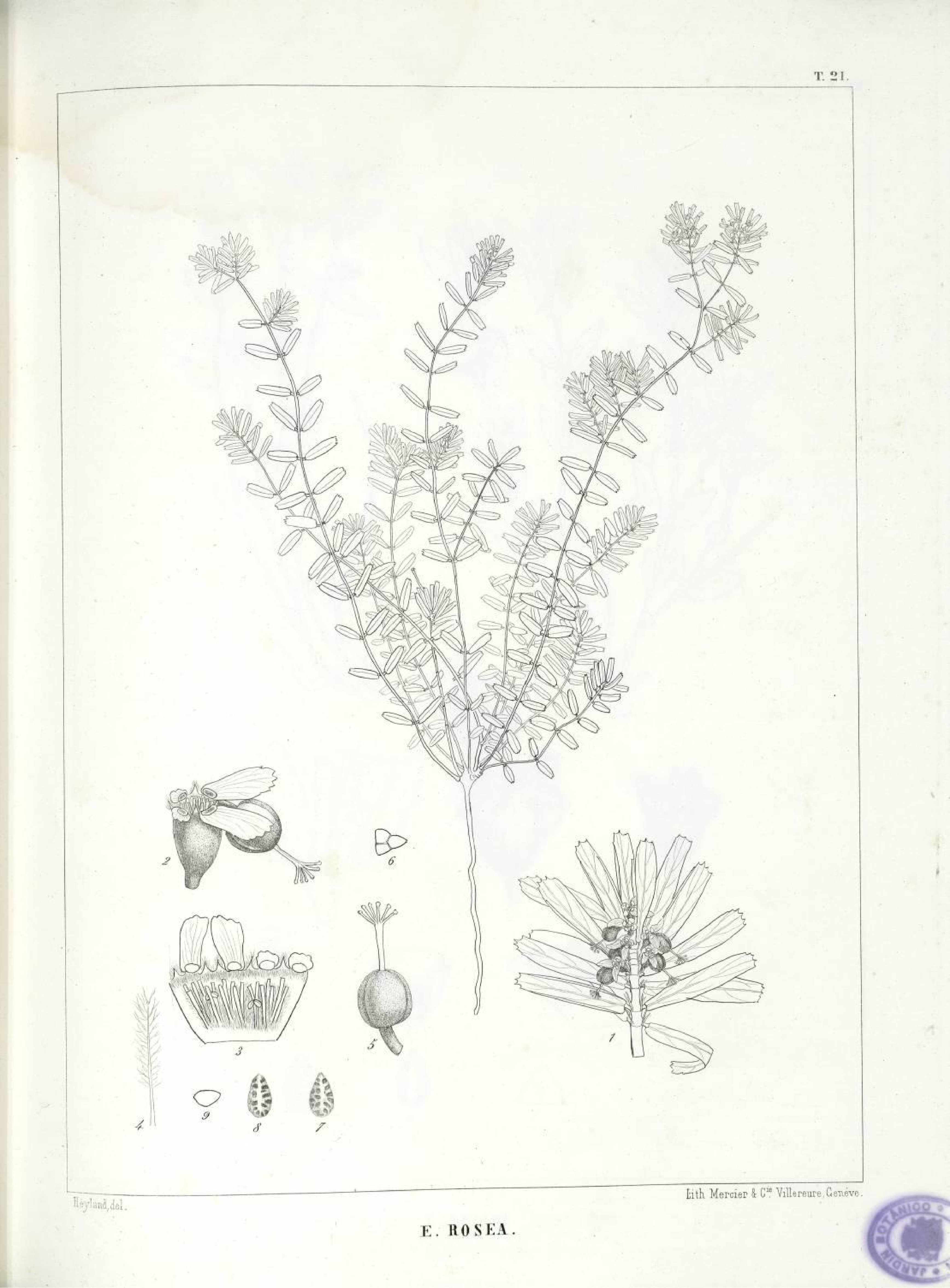 no full size  illustration available (3a)