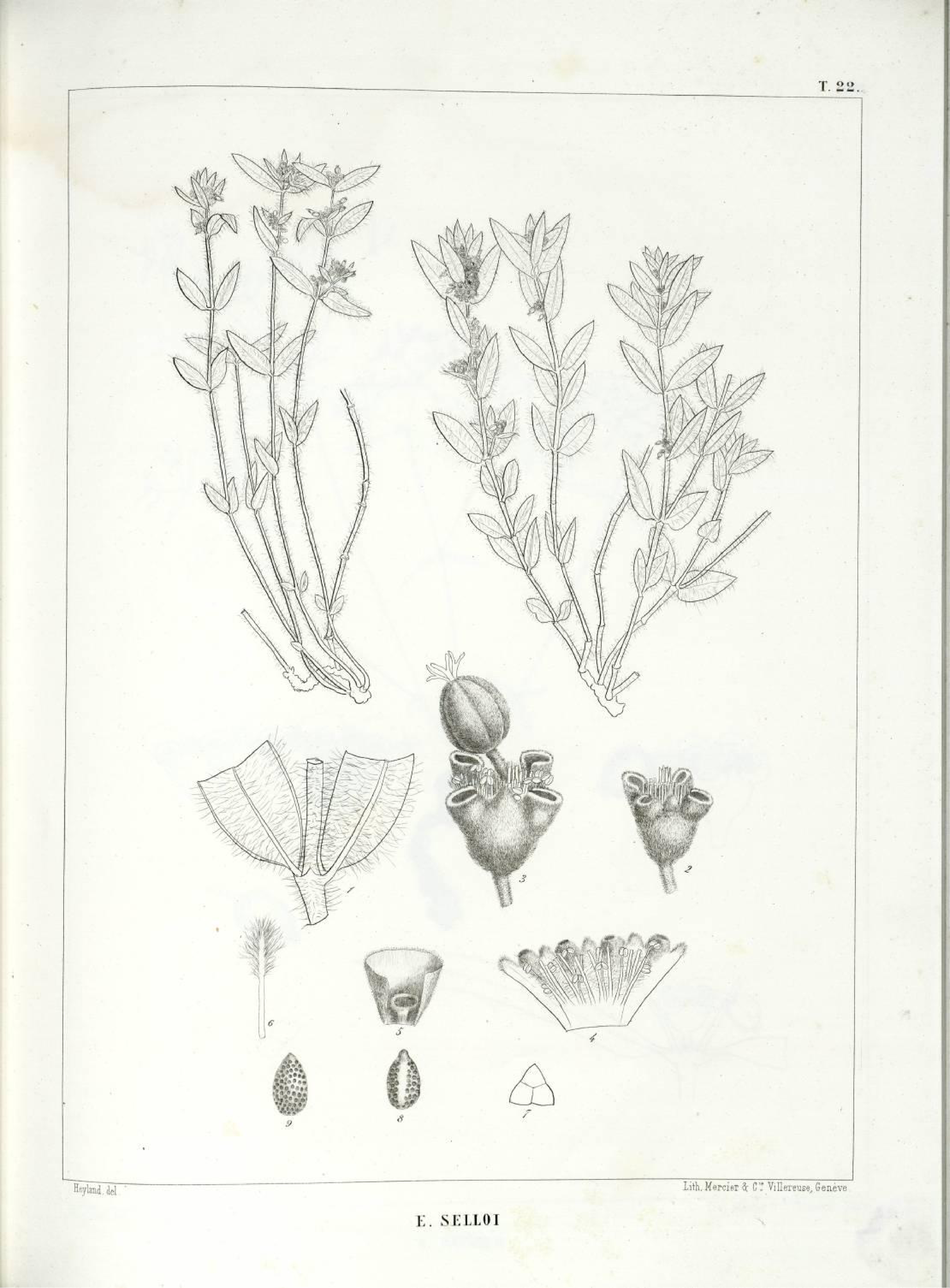 no full size  illustration available (3a)