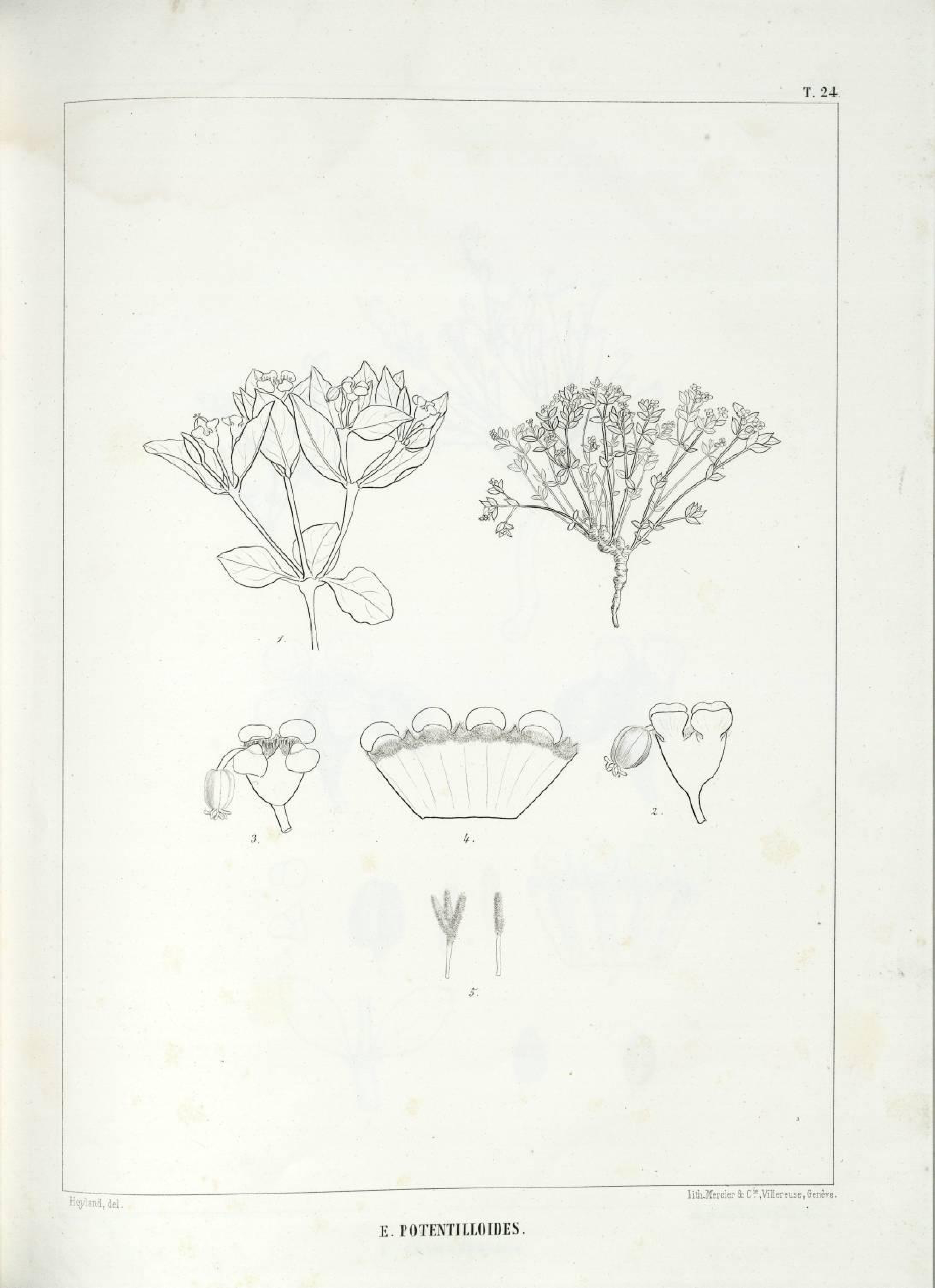 no full size  illustration available (3a)