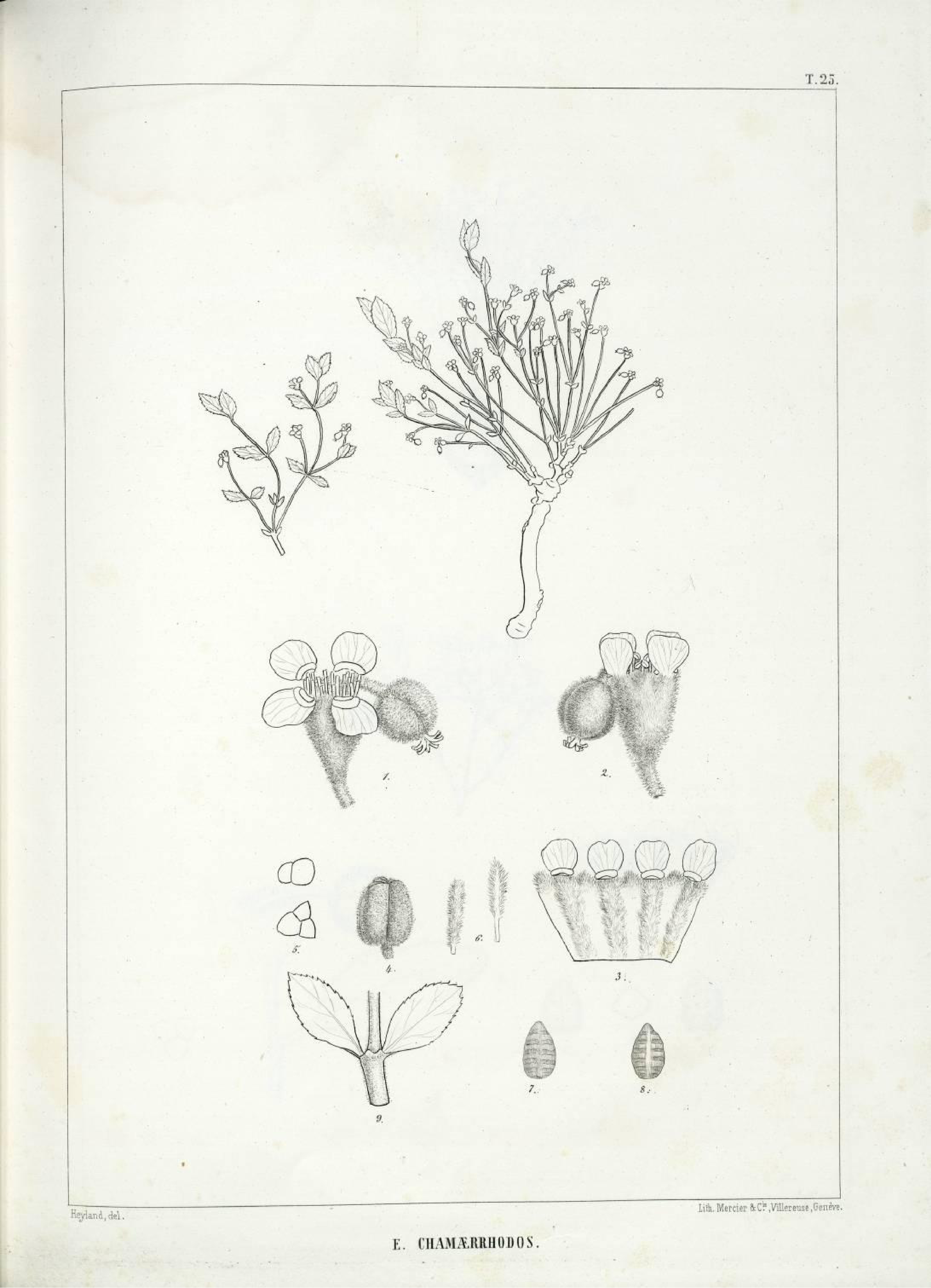 no full size  illustration available (3a)