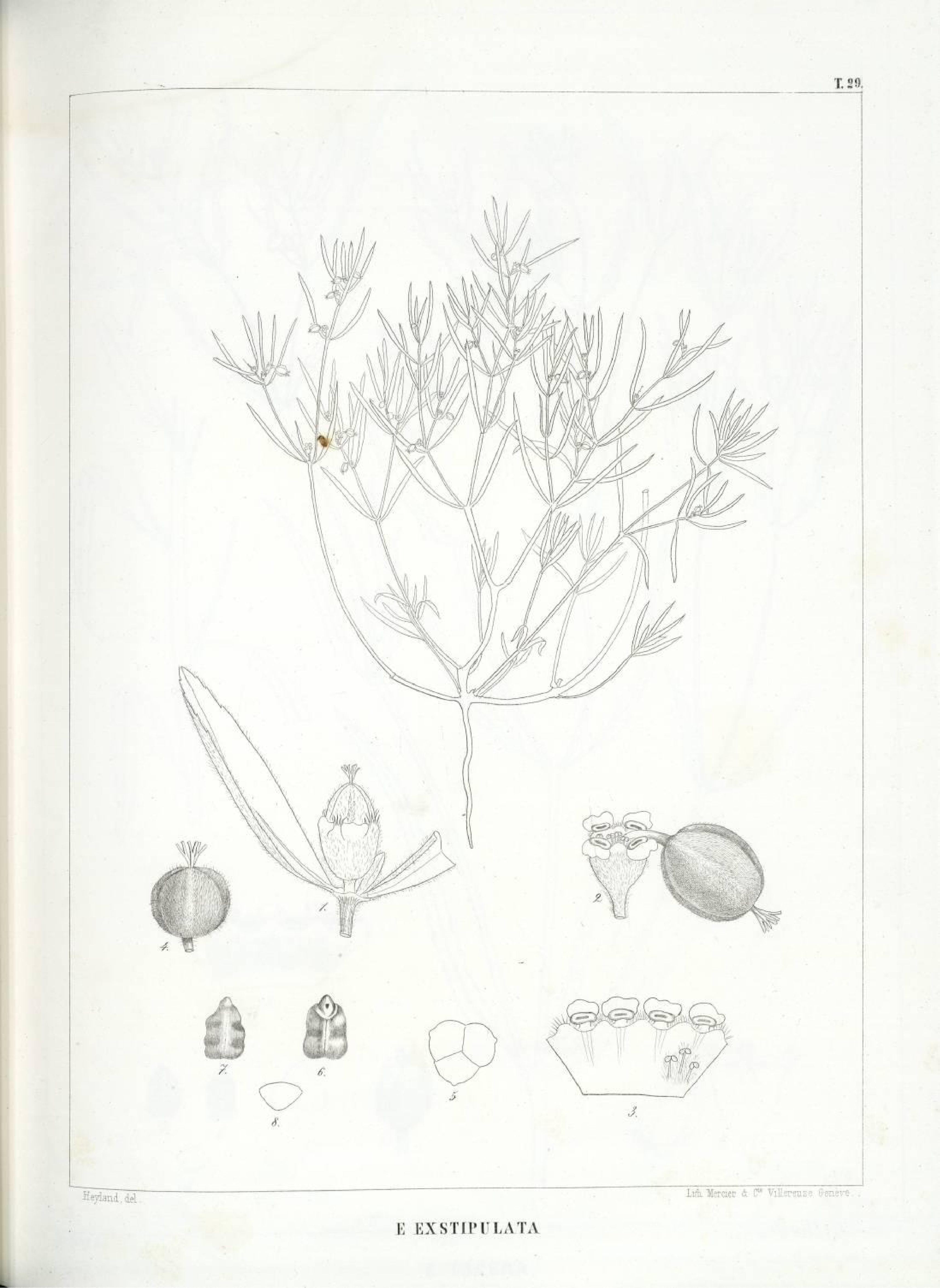 no full size  illustration available (3a)