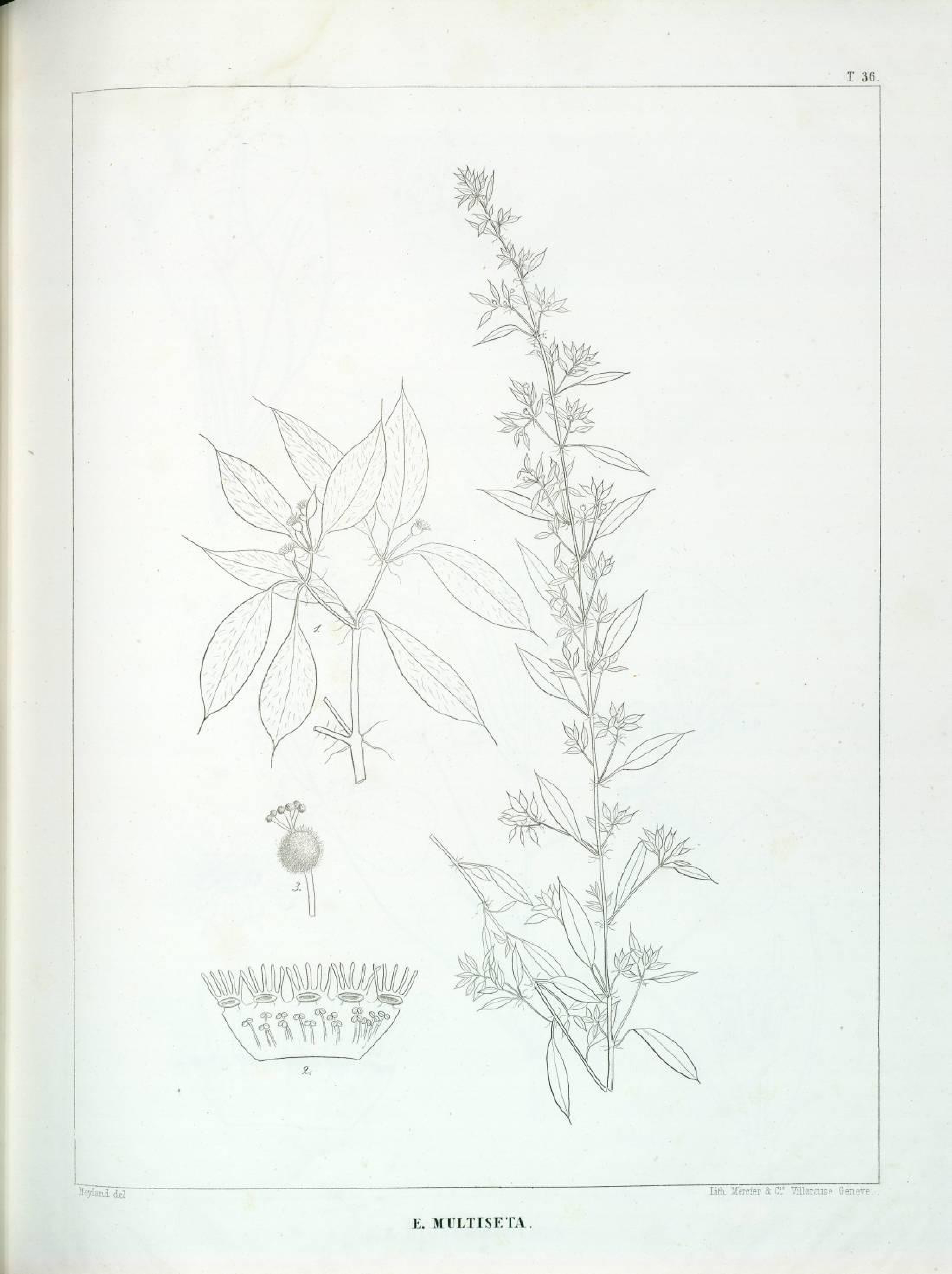 no full size  illustration available (3a)