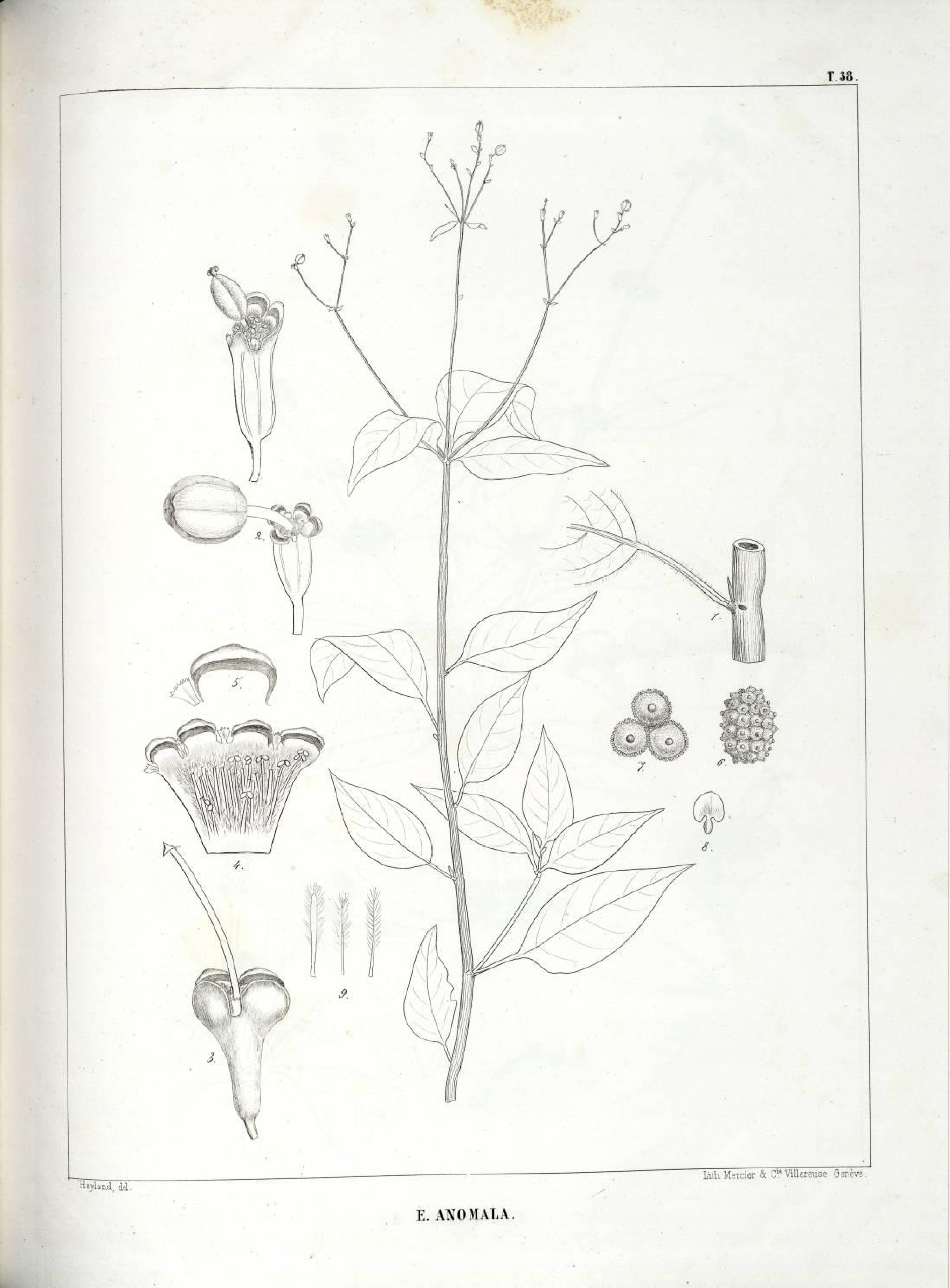 no full size  illustration available (3a)