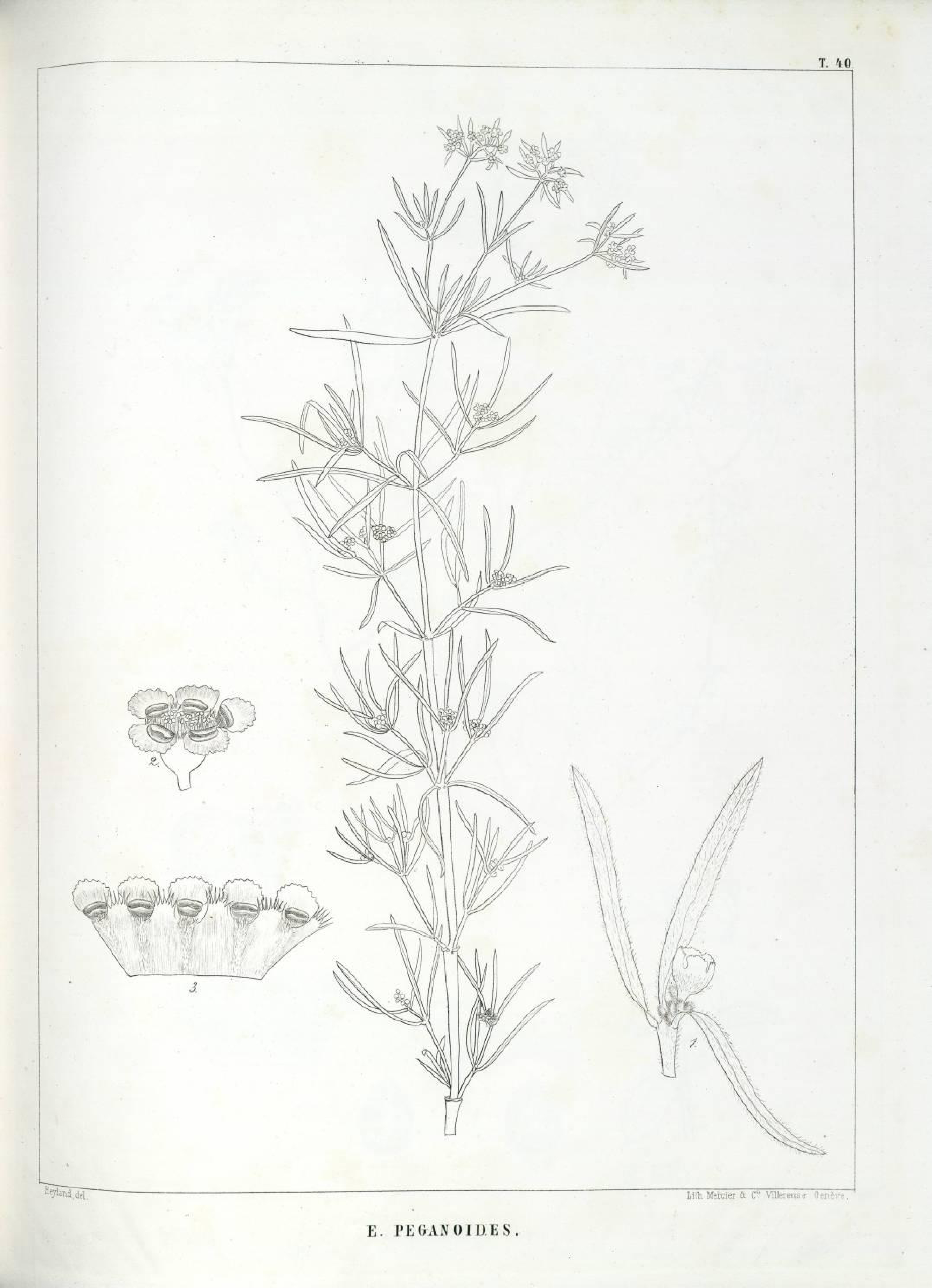 no full size  illustration available (3a)