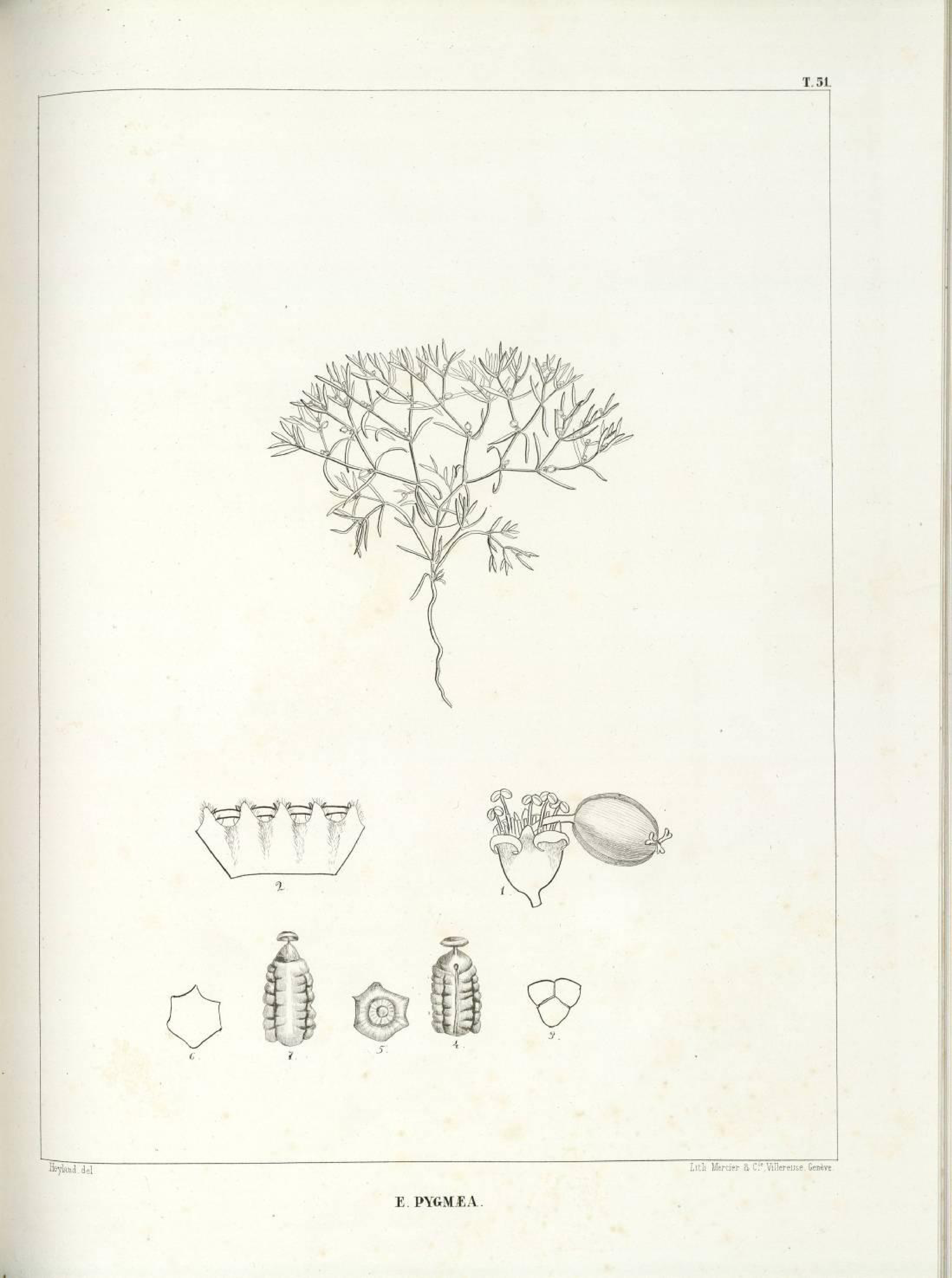 no full size  illustration available (3a)