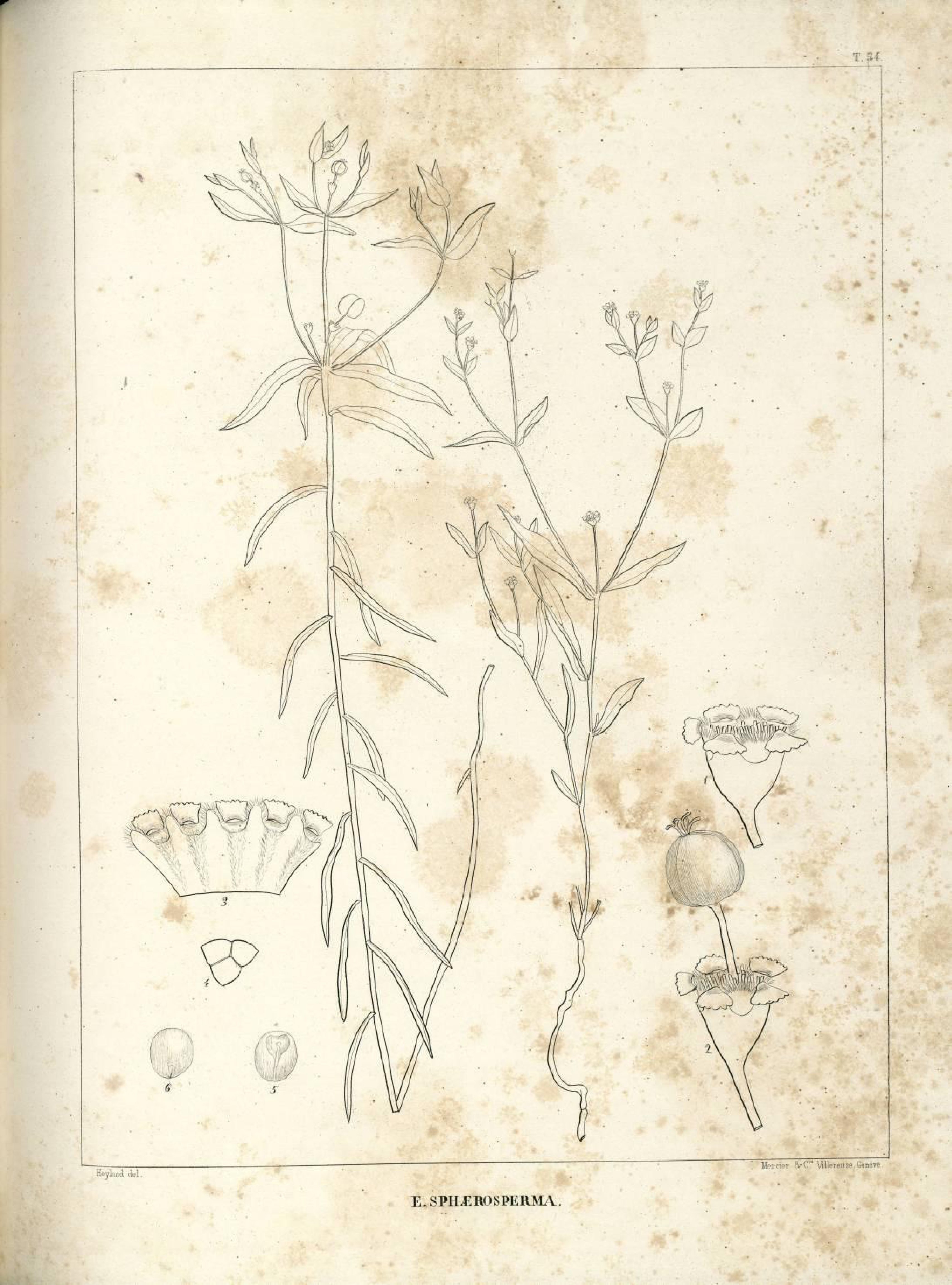 no full size  illustration available (3a)