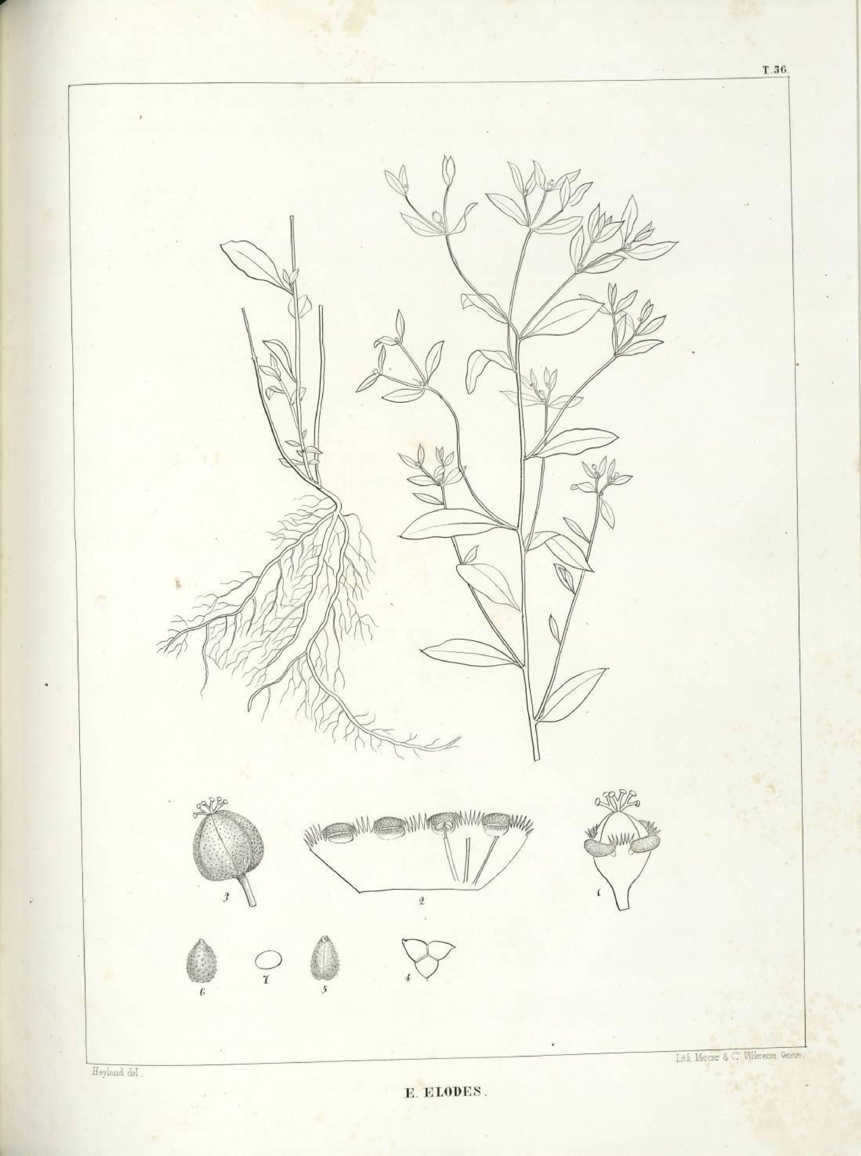 no full size  illustration available (3a)