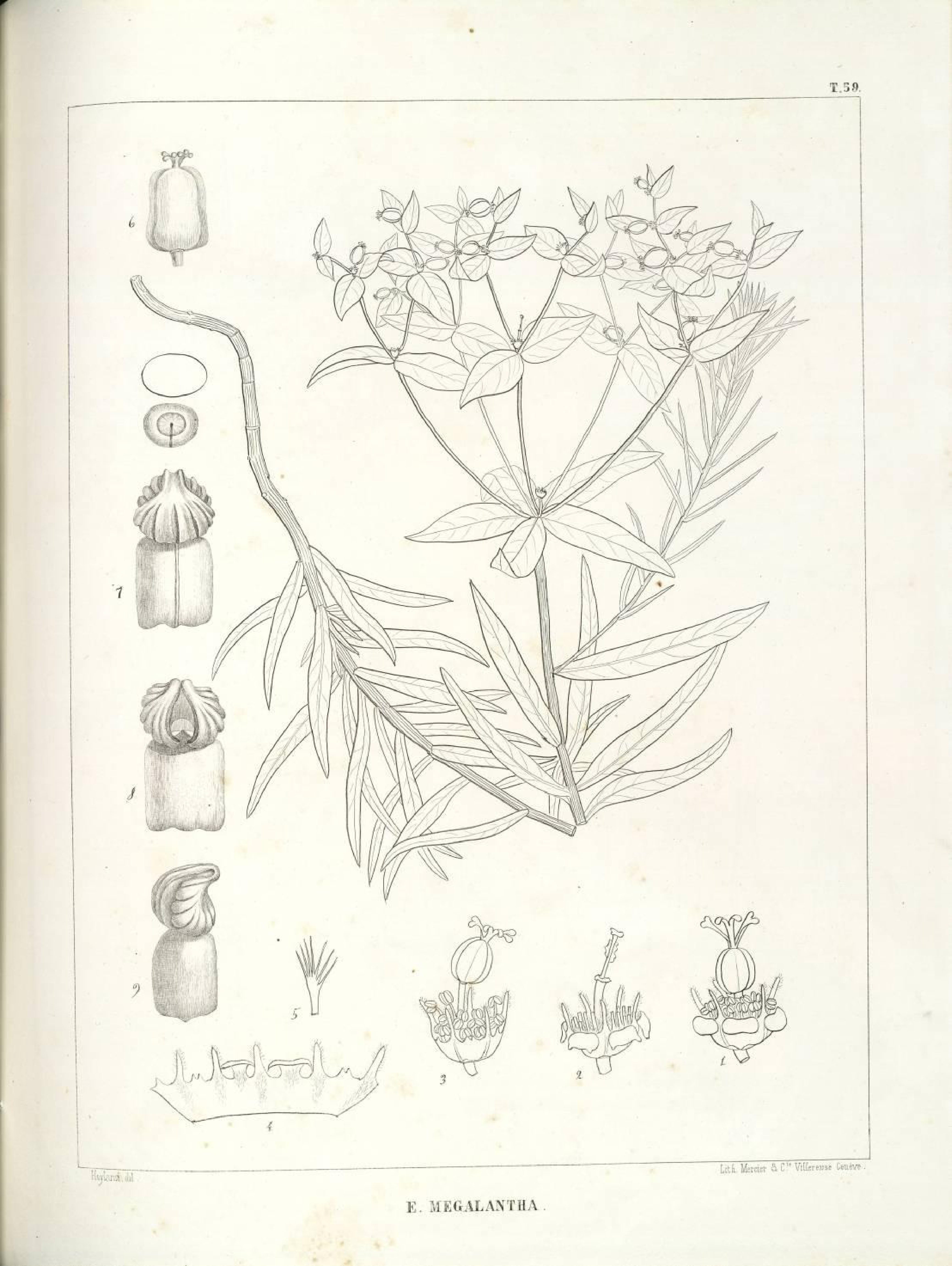 no full size  illustration available (3a)