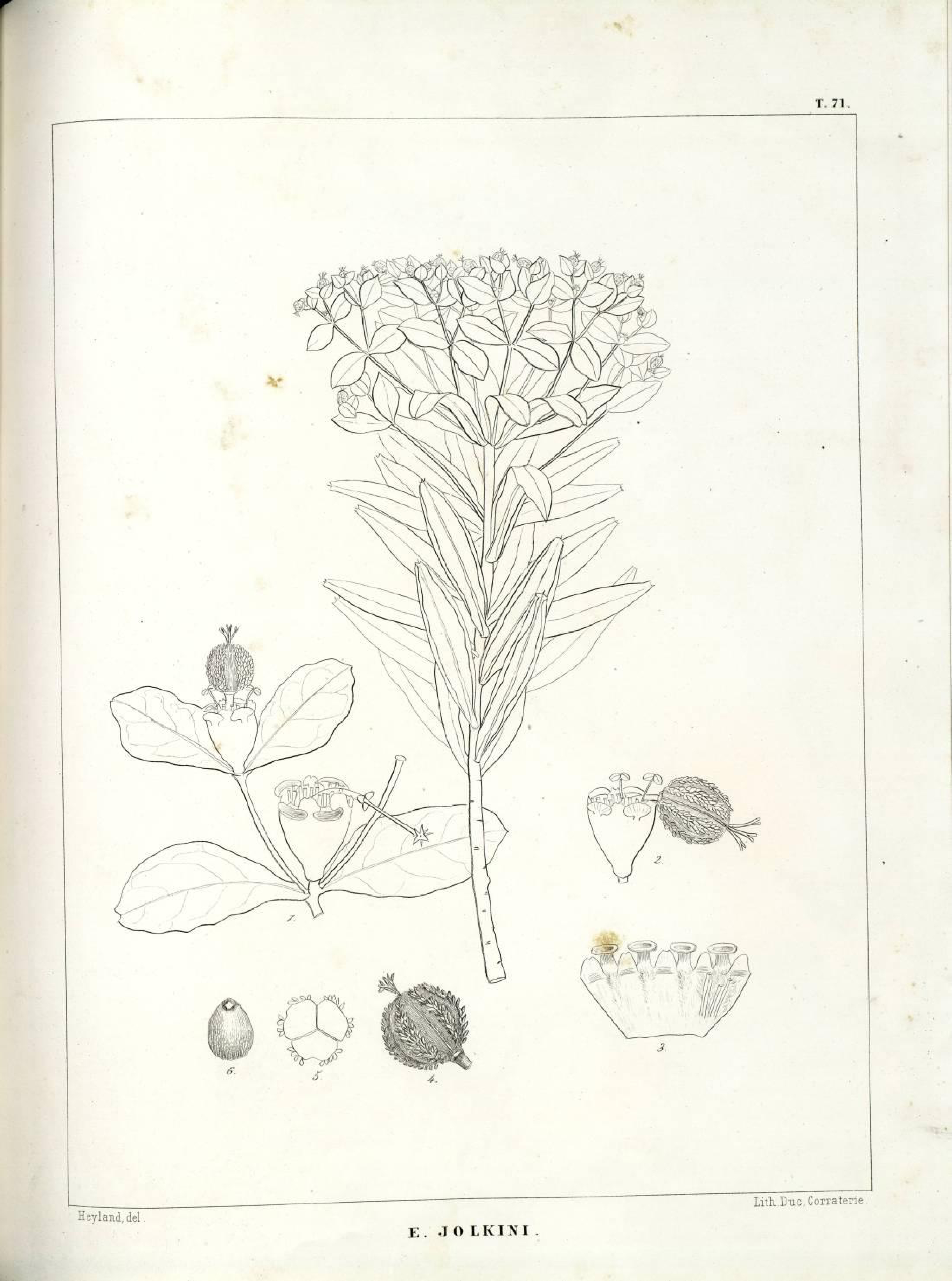 no full size  illustration available (3a)