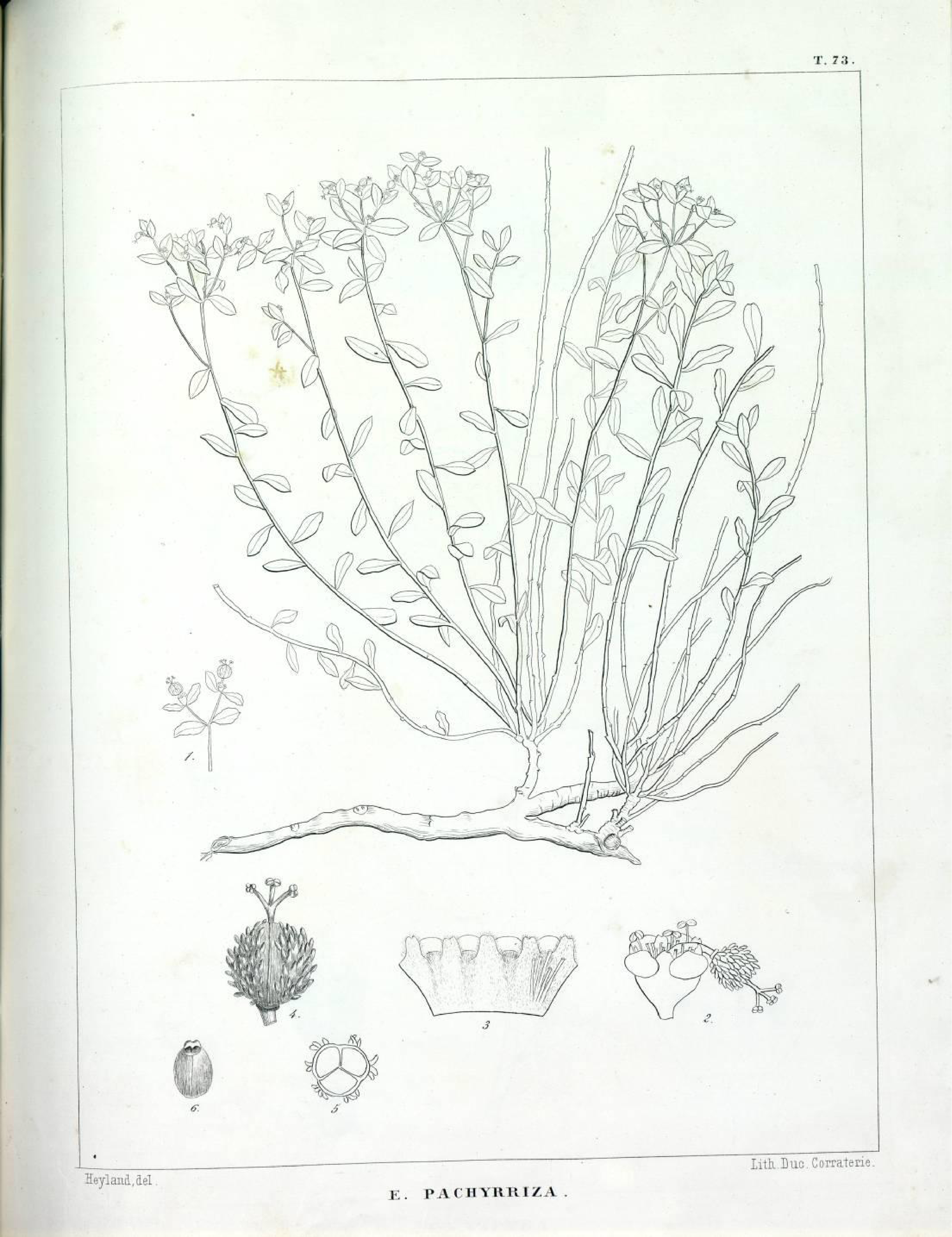 no full size  illustration available (3a)